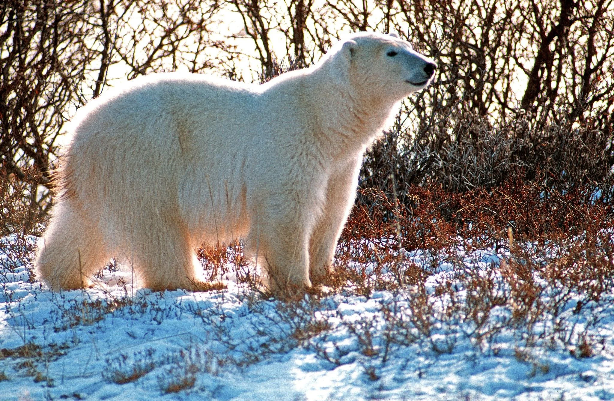 FREEZE-UP: Polar Bear Conservation Expedition Churchill, Manitoba • Oct–Nov