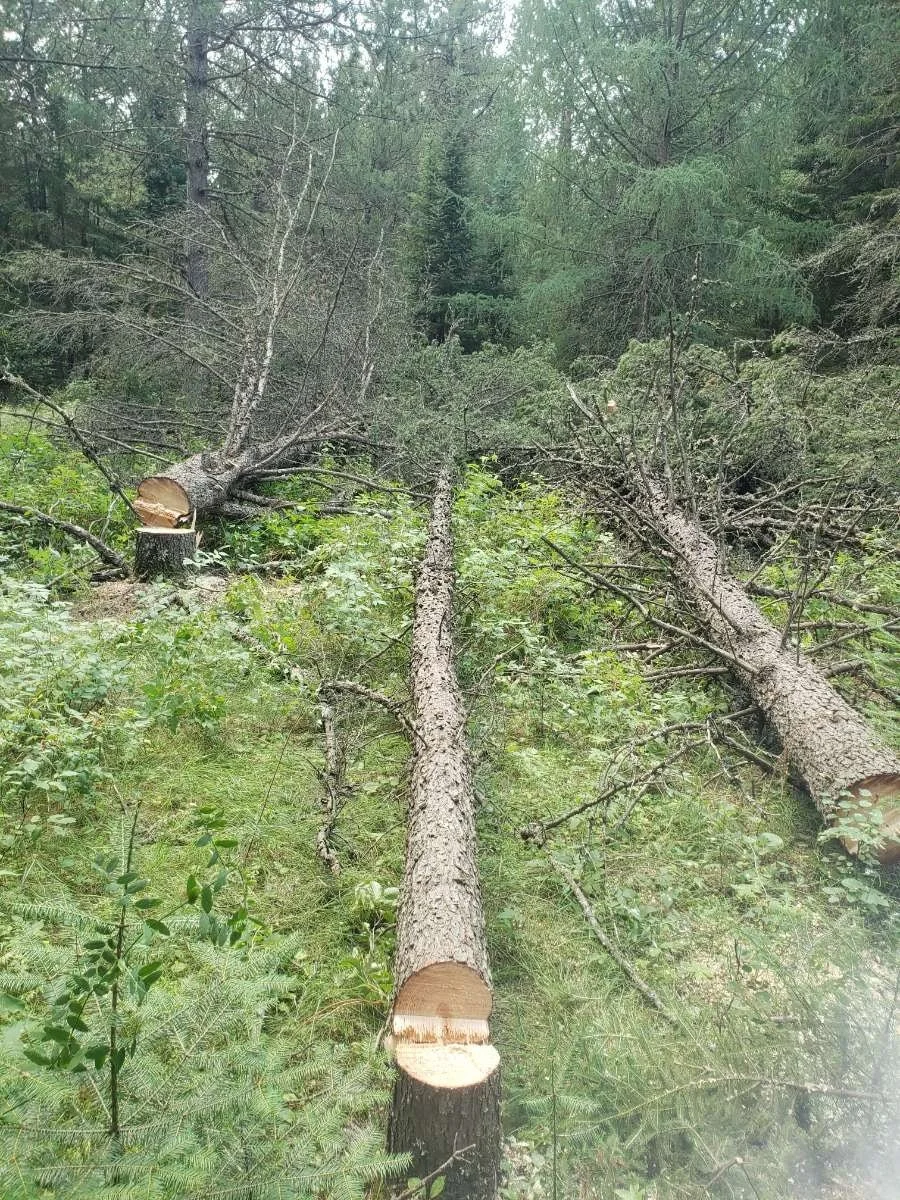 fallen trees.jpg