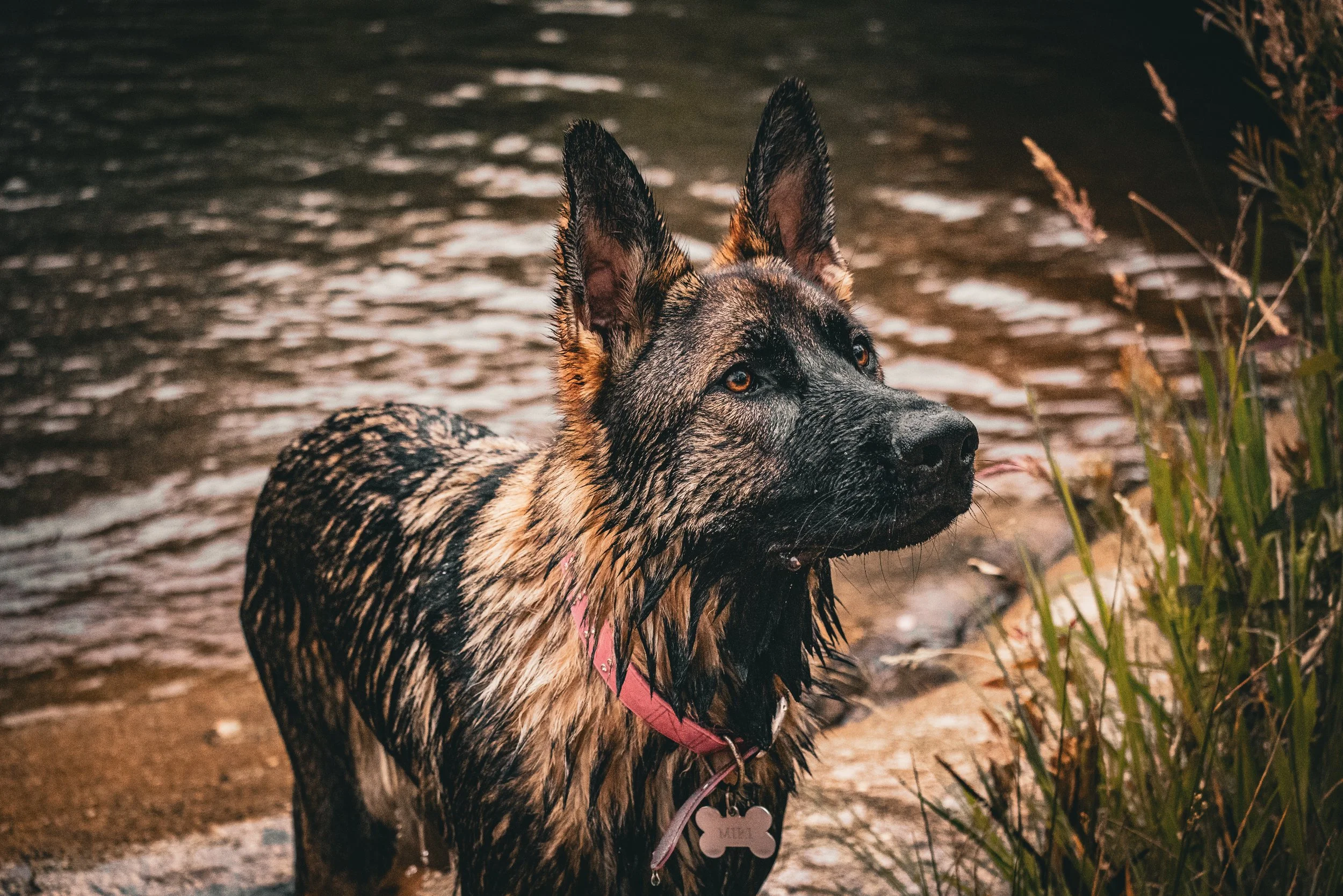 A wet German Shepherd dog with a pink collar standing at the edge of a body of water, looking attentively to the right, surrounded by tall grass and reeds.