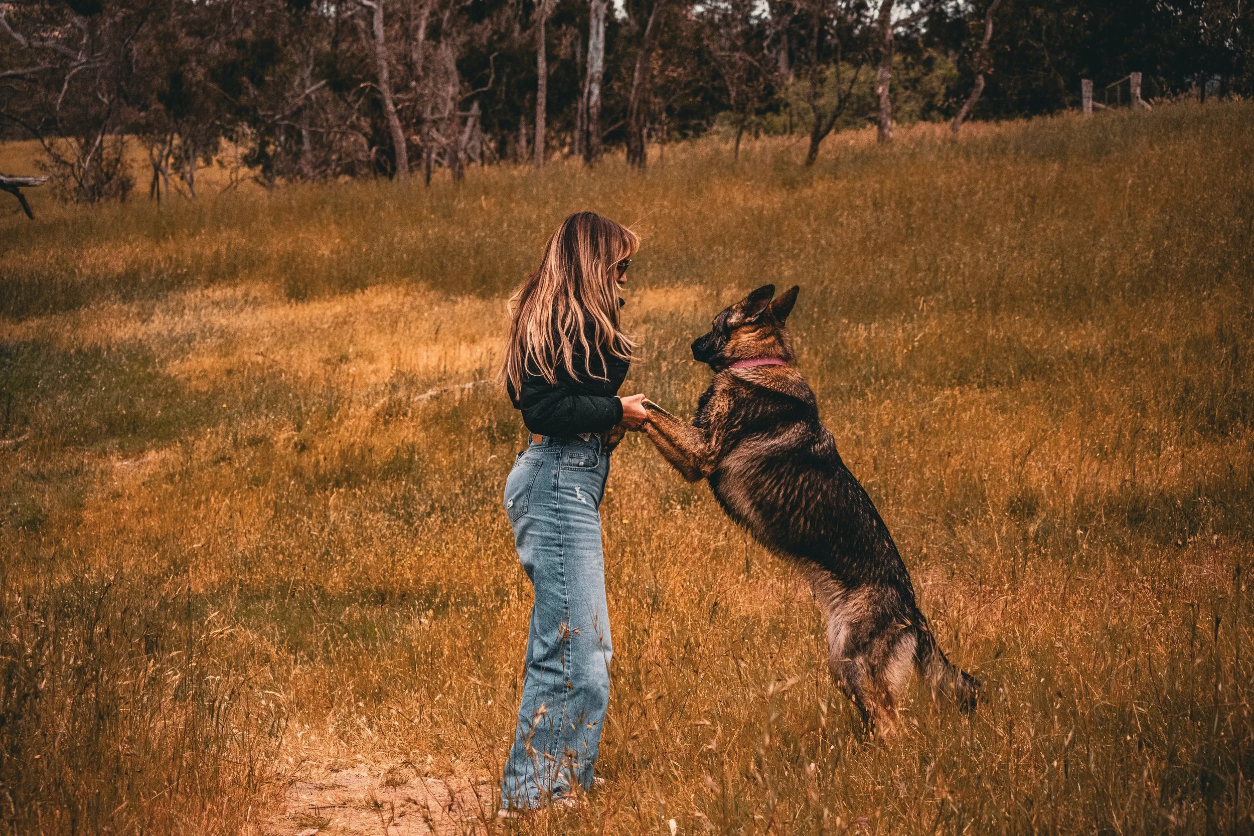 A woman holding hands with a large German Shepherd dog in a grassy field during sunset.