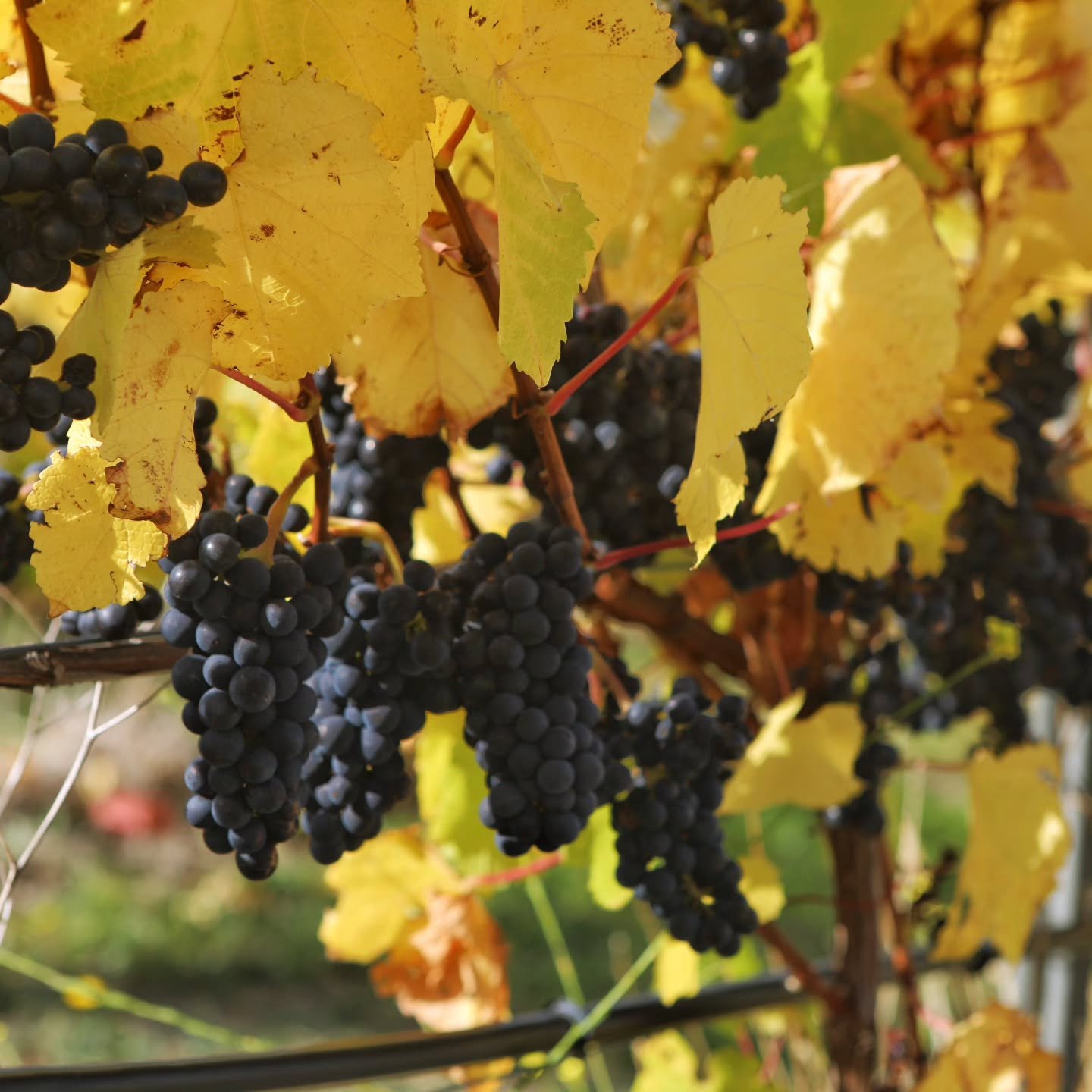 2026 Harvest.  A late cool season gifted us with a perfect backdrop of autumn colour as we hand picked the Birdhill Pinot Noir. Hand sorted and destemmed on site, this wine is truly hand made.
Thanks to all who came along to help with harvest and enj