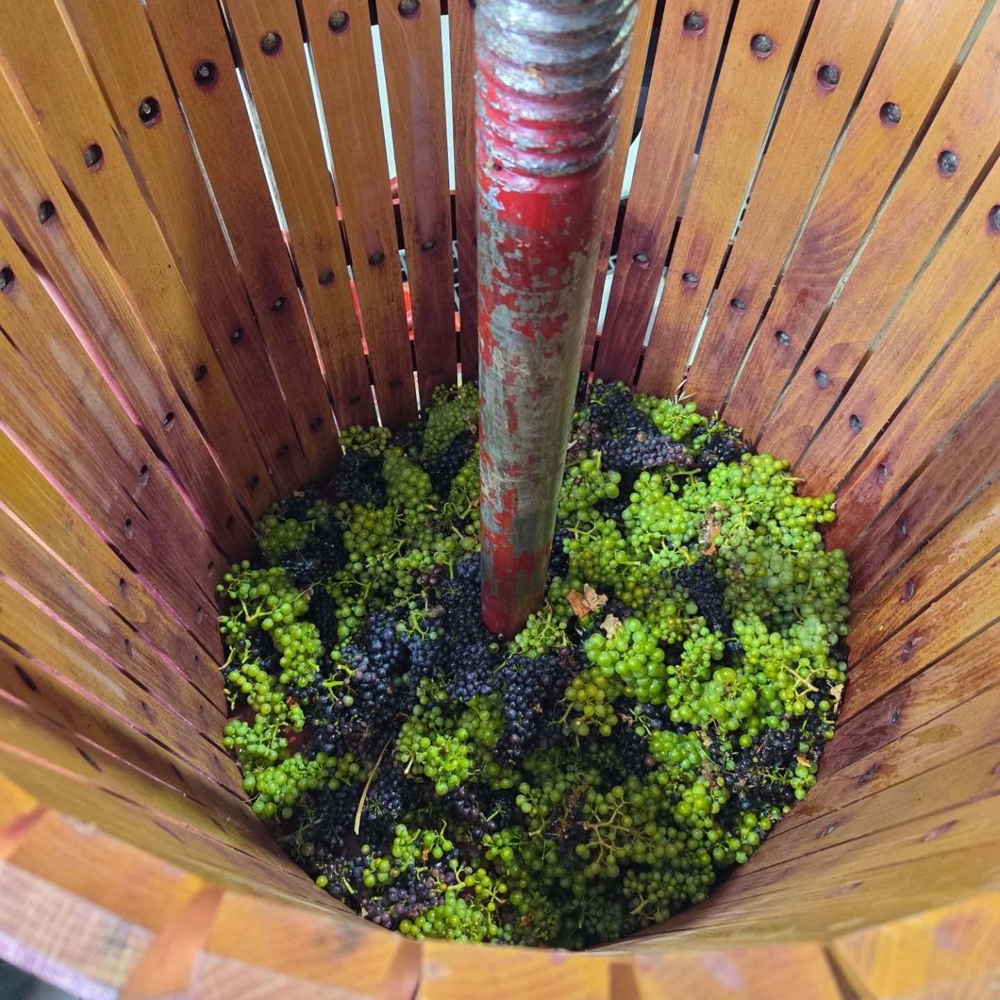 WIILL THEY GET RIPE?? , Well eventually,  but for these grapes it doesn't matter as we have picked them early for an exciting new wine,, SPARKLING!!

Vintage 2026 is shaping to be the latest harvest date in recent times, so we did something to keep b