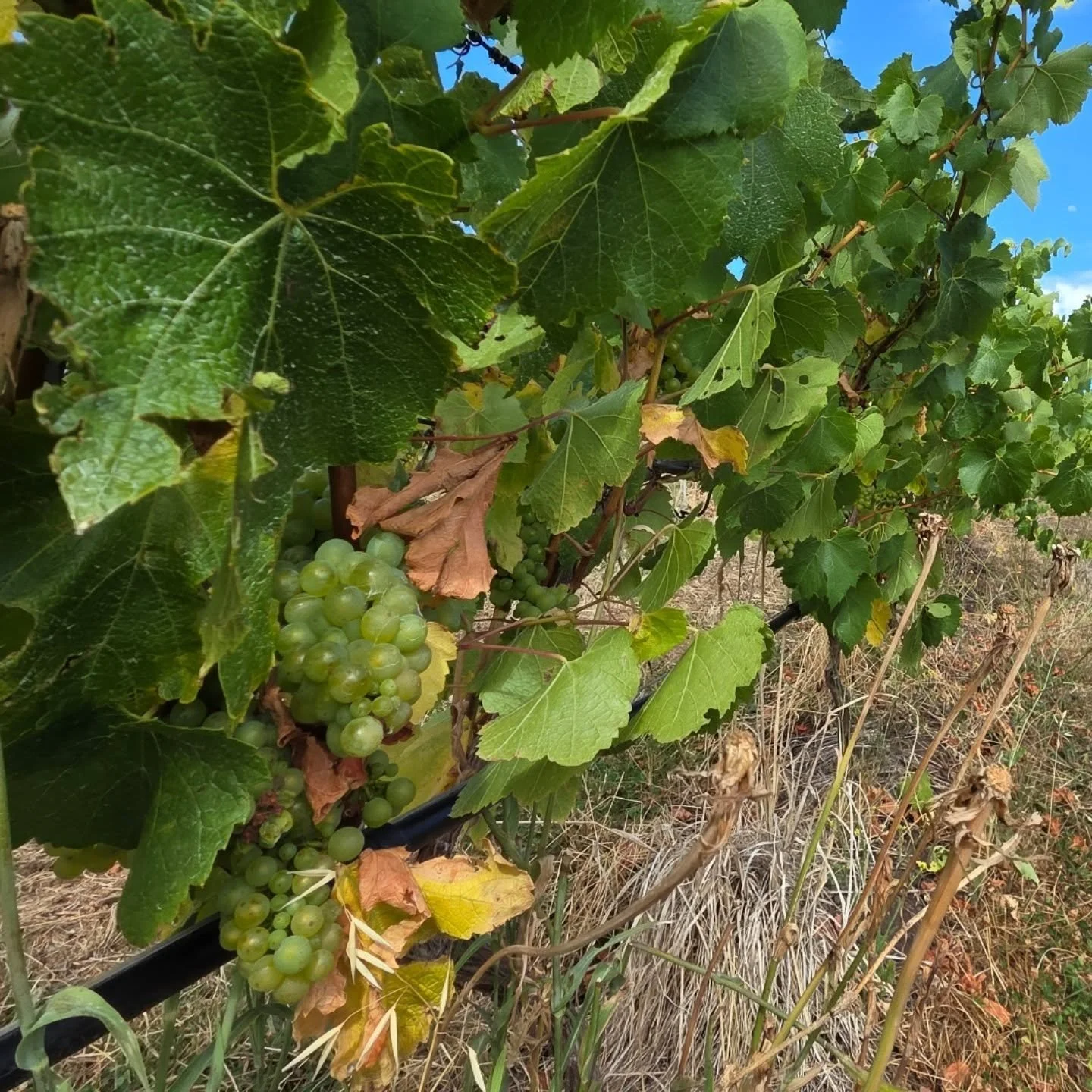 Chardonnay waiting in the sun..
