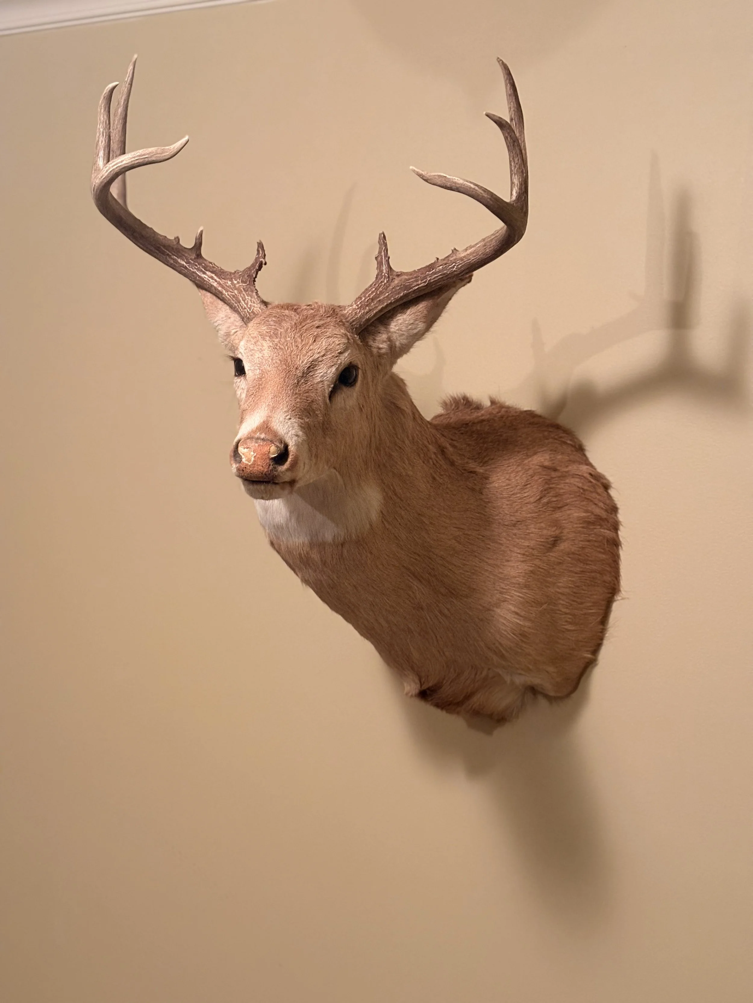 Whitetail deer vintage shoulder mount