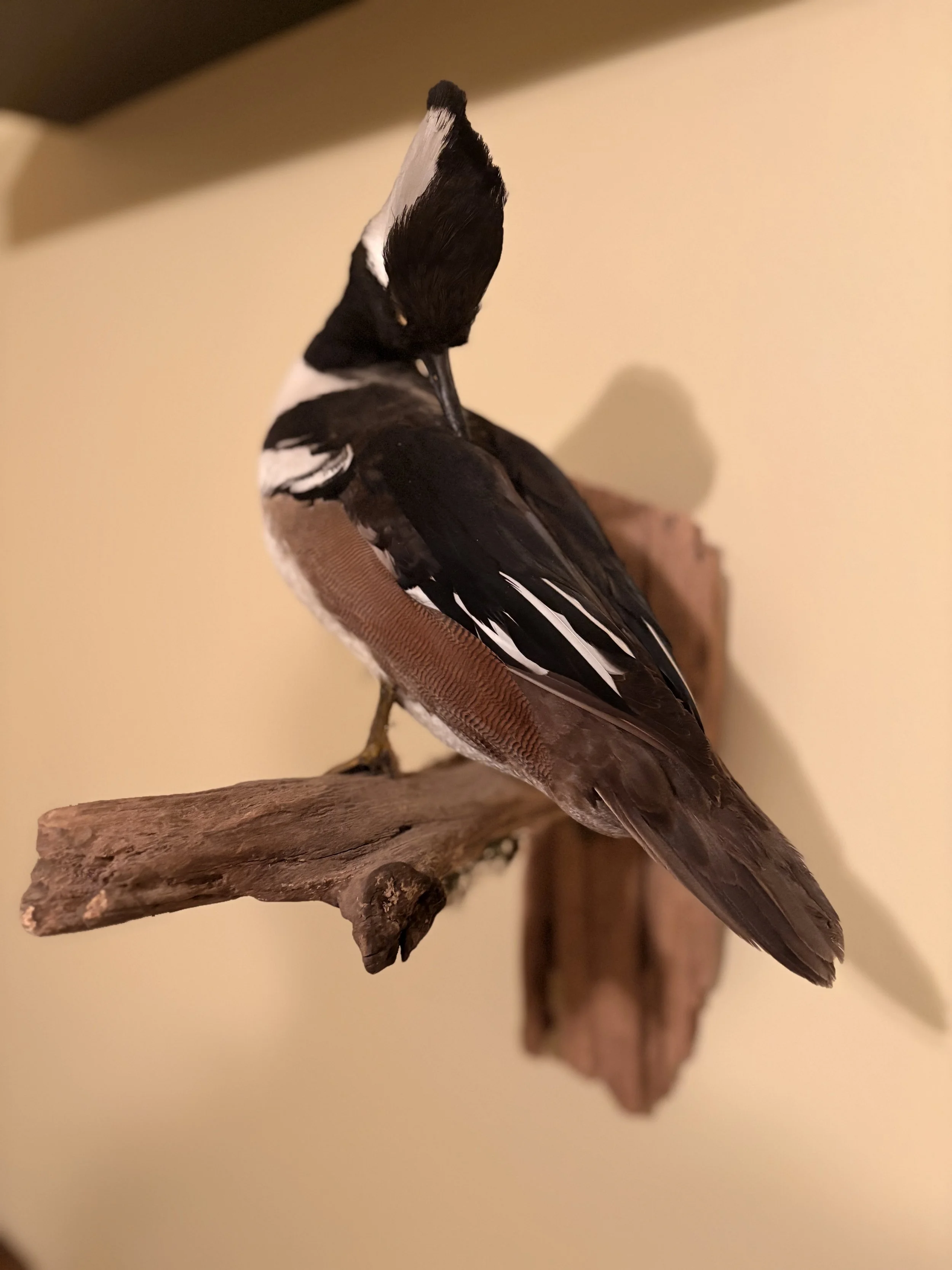 Mounted woodpecker bird with black and white plumage, pecking on a wooden branch.