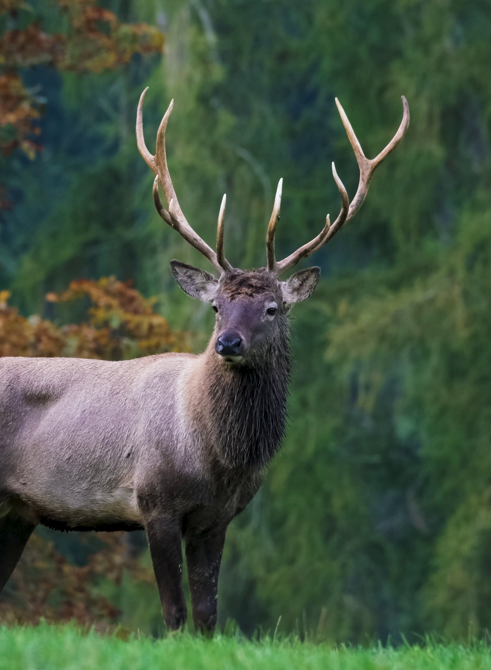 Mobile Background.png