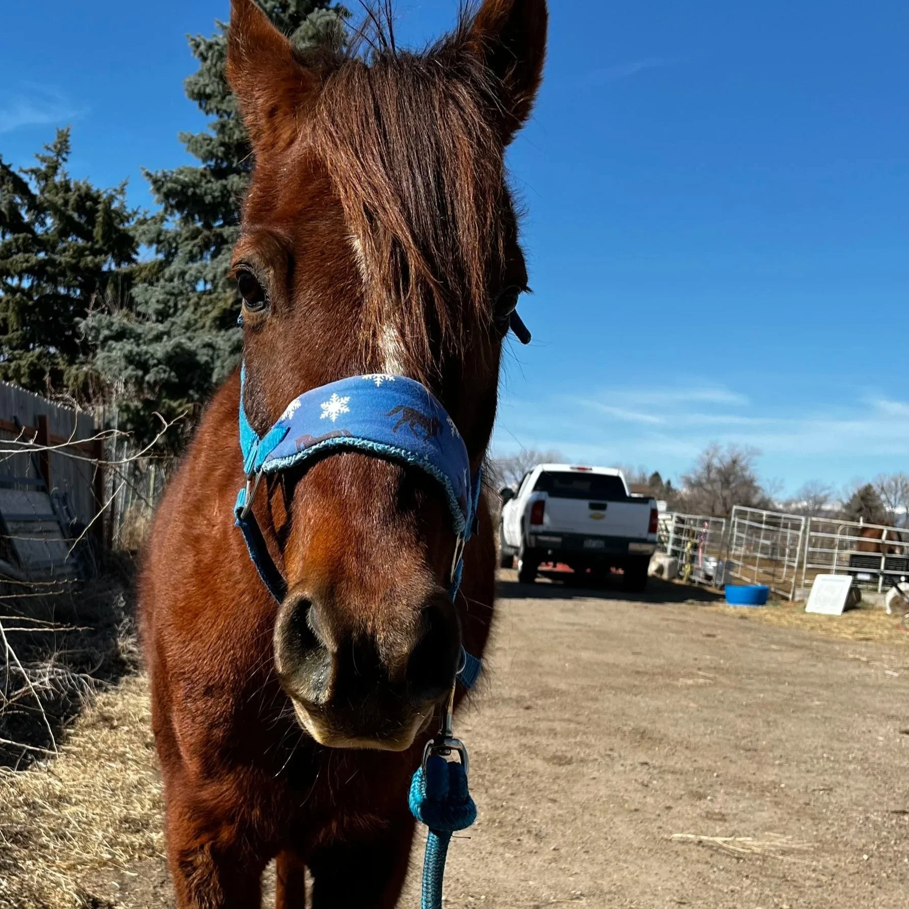 The one the only, TED the great!