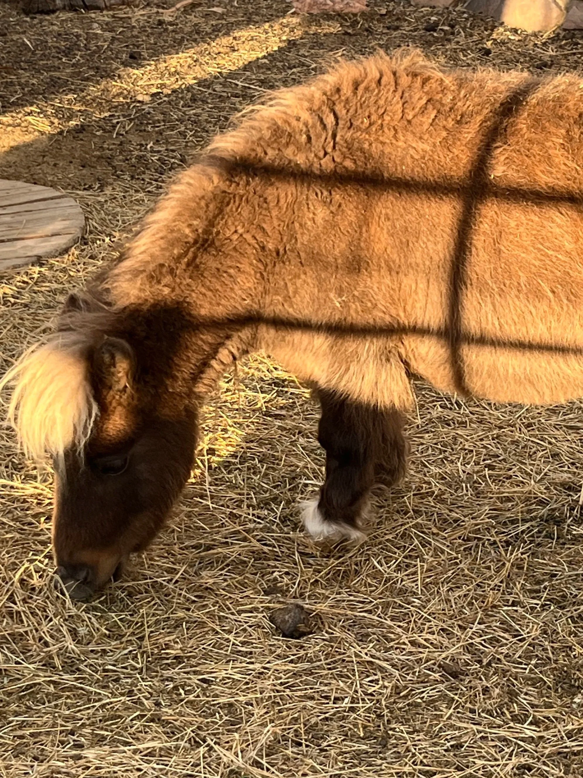 Eenie Meenie Martini