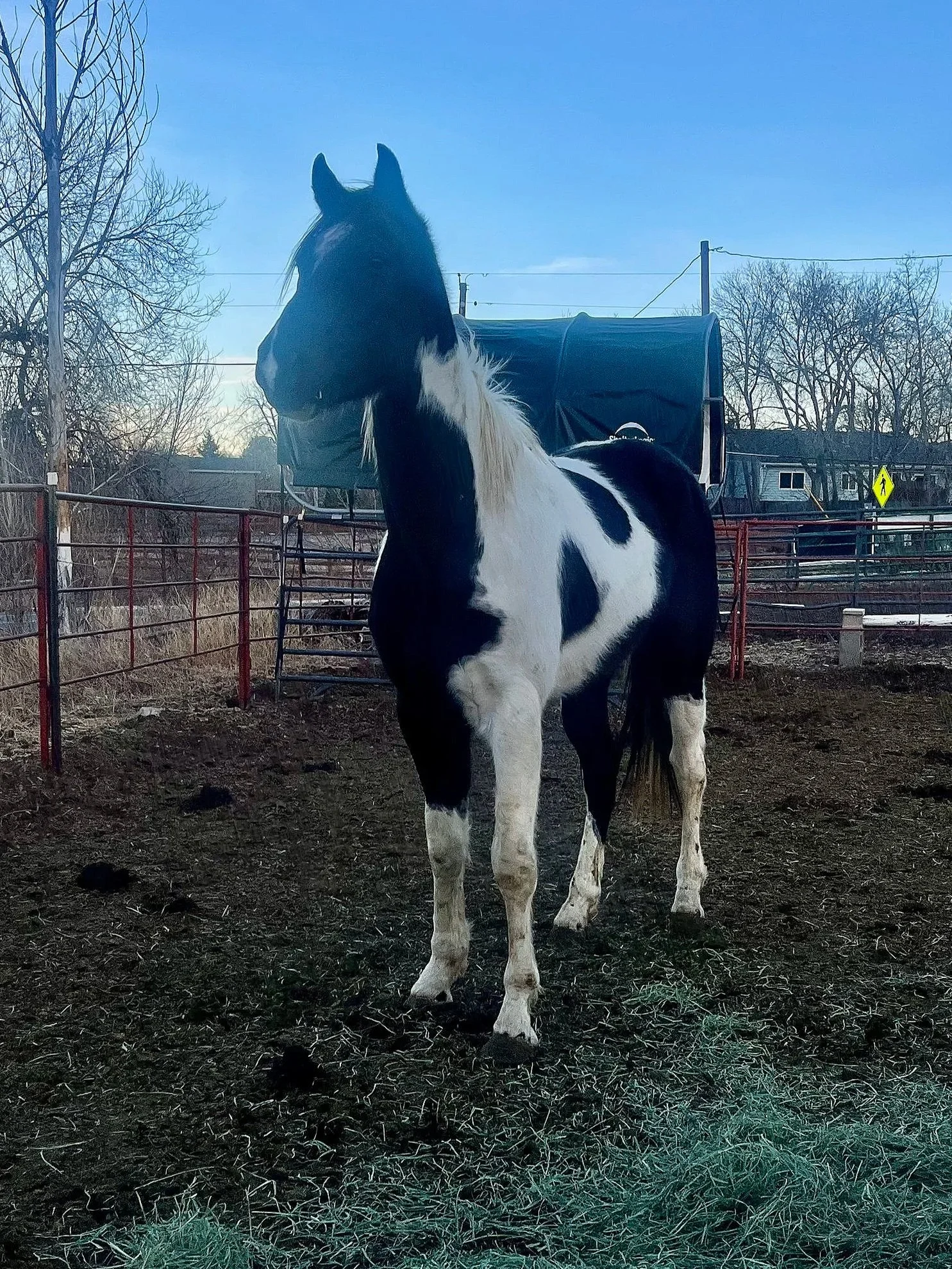 Tito's Midnight Pour