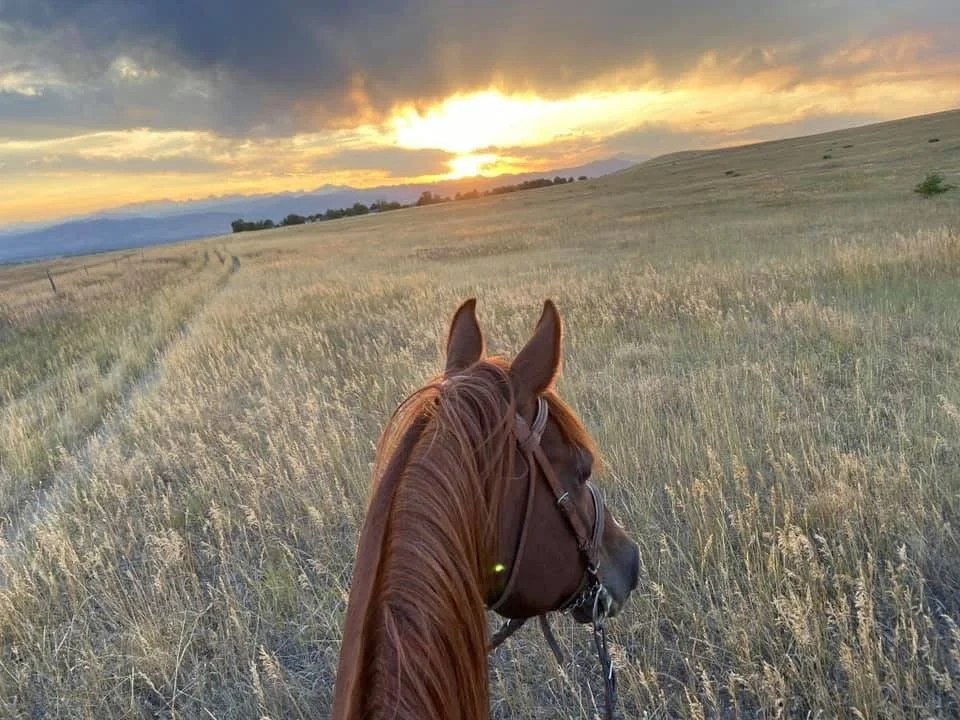 A person riding a brown horse through a grassy field at sunset, with mountains in the distance.