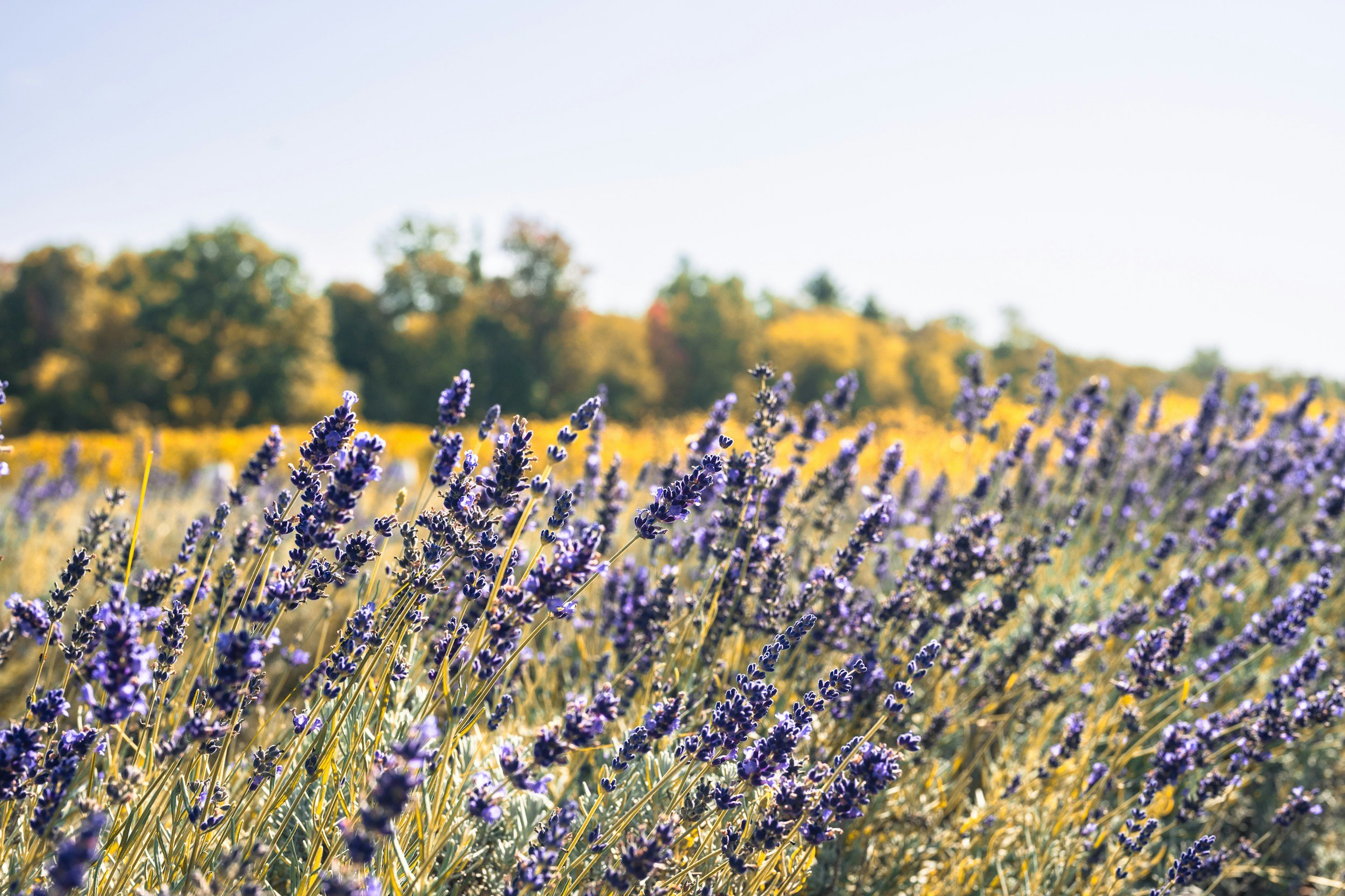 Lavender field in bloom beneath a clear blue sky