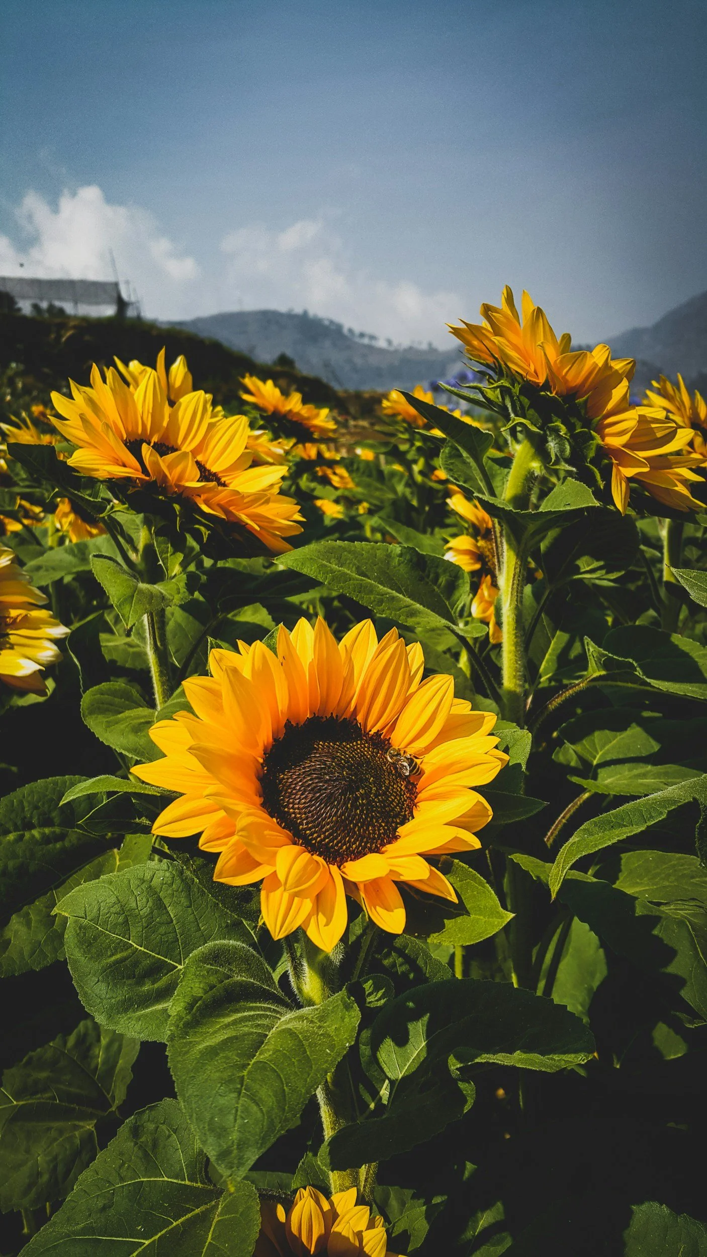 Sunflower field in full bloom with mountains in the distance