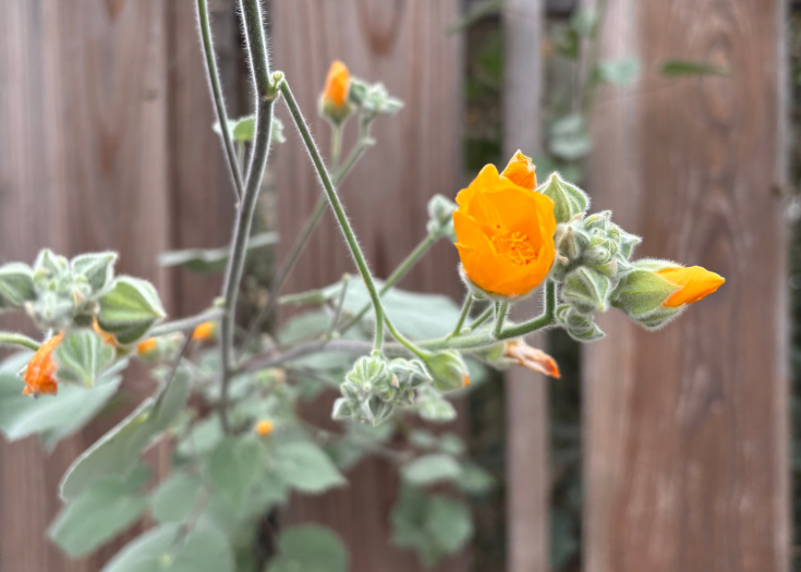 Where My Soul Feels at Home