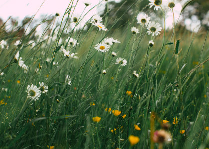 The Language of Frequency