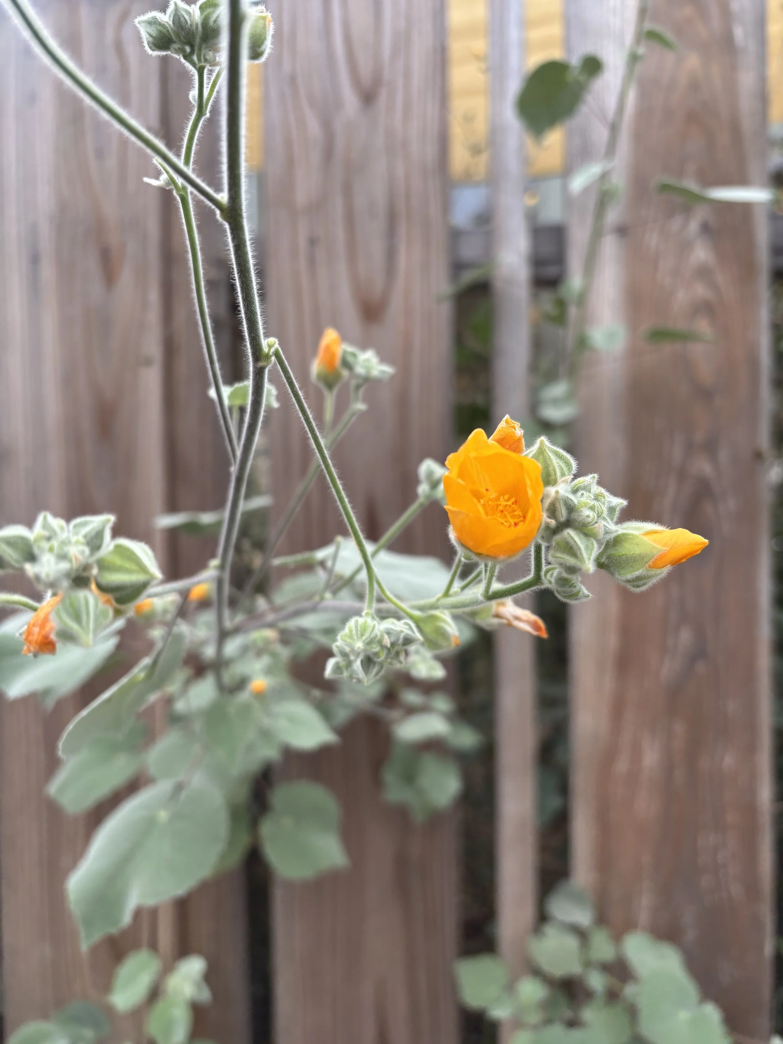 Close-up of a desert mallow flower growing in a garden