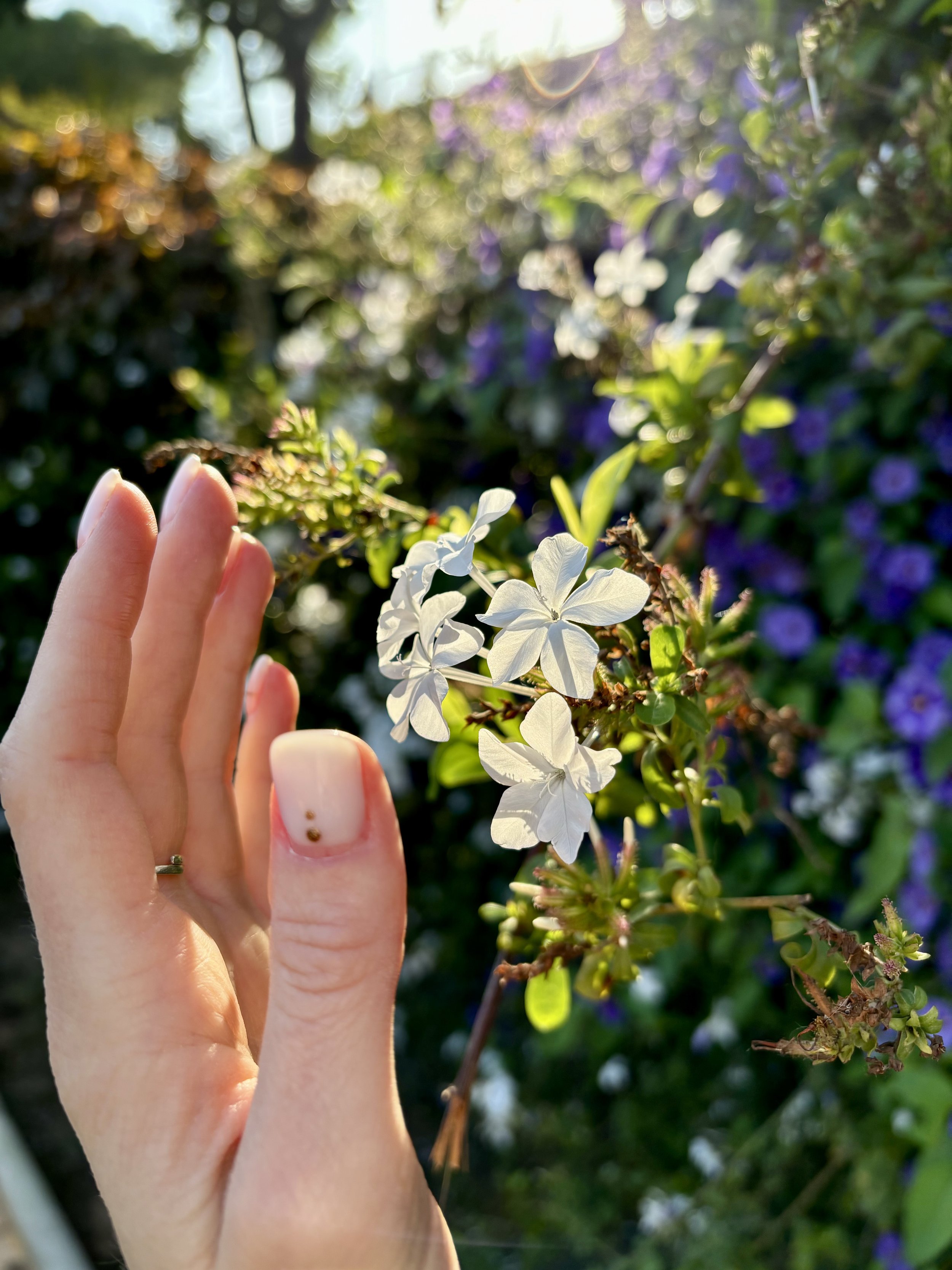A hand with a painted fingernail touching white flowers on a bush, with purple and white flowers in the background.