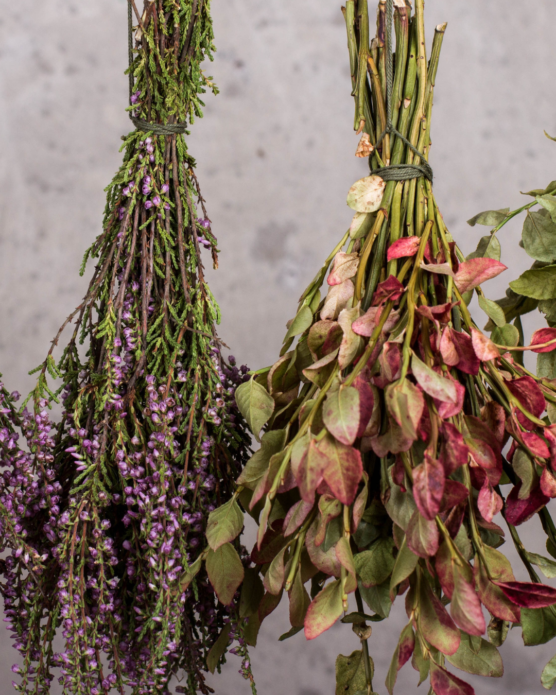 Bunches of dried herbs hanging, including lavender with purple flowers on the left and pinkish leaves on the right, against a plain gray background.