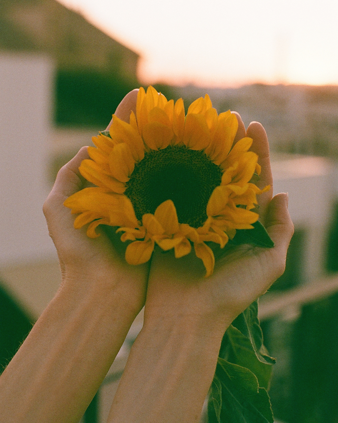 Hands holding flowers in soft natural light