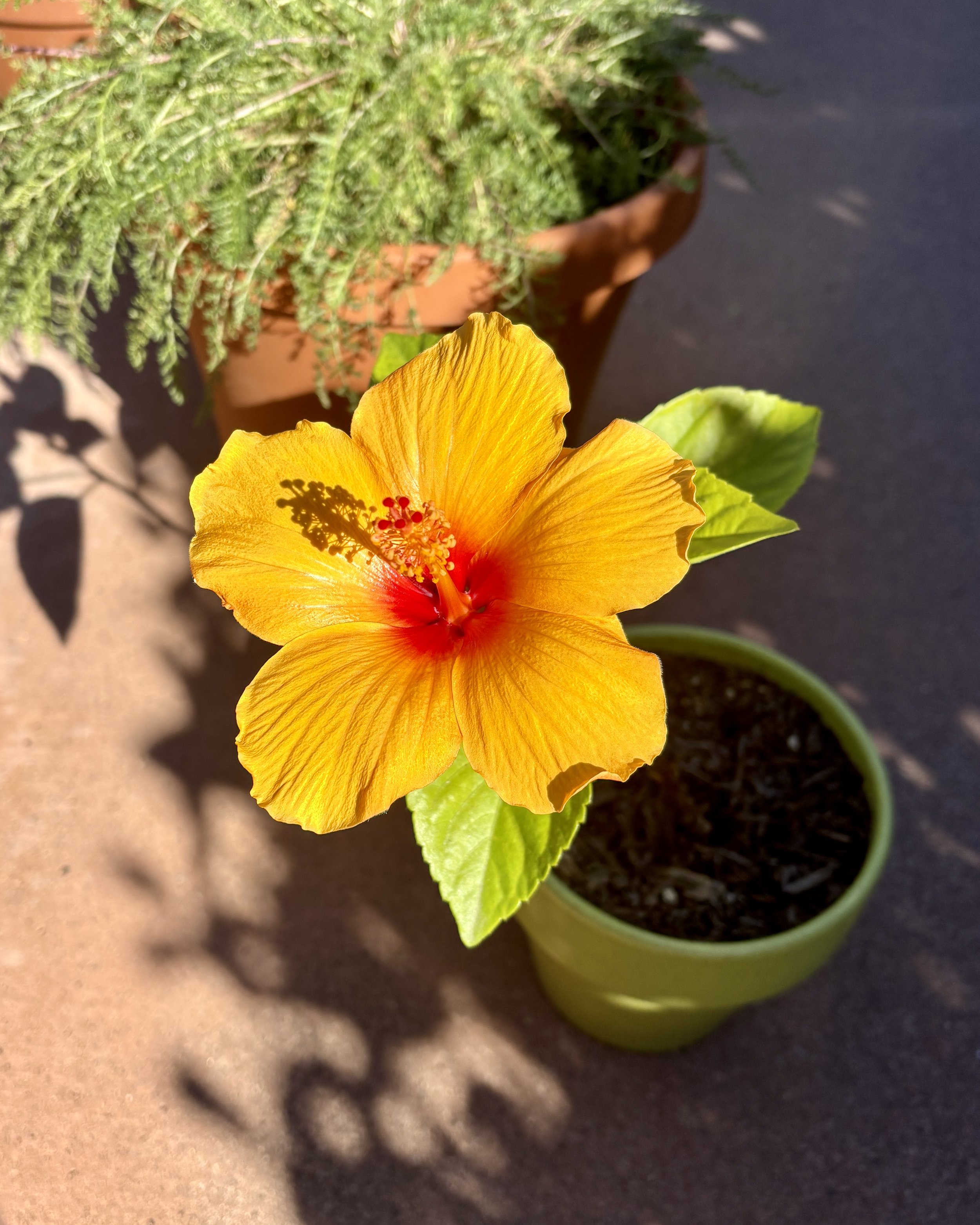 Close-up of a yellow hibiscus growing in a garden
