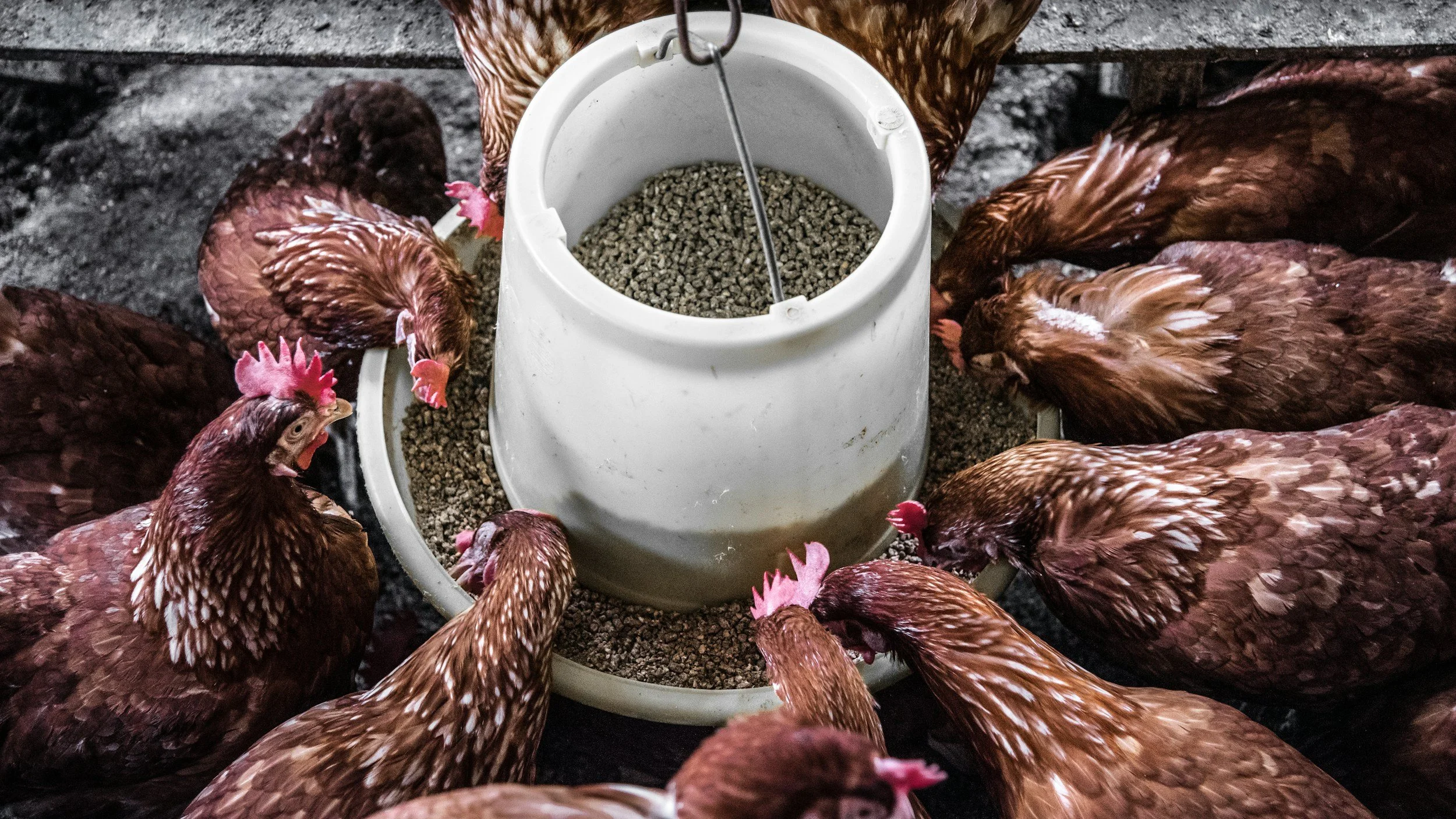 Several brown chickens gathered around a white feeder filled with feed, pecking at it.