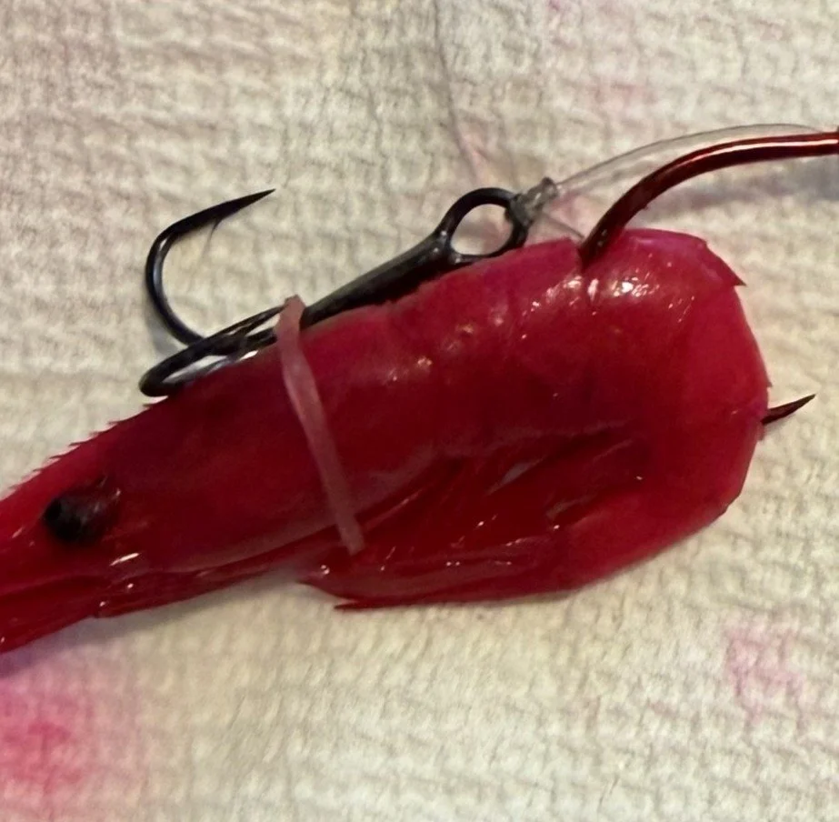 Band on shrimp closer.jpg
