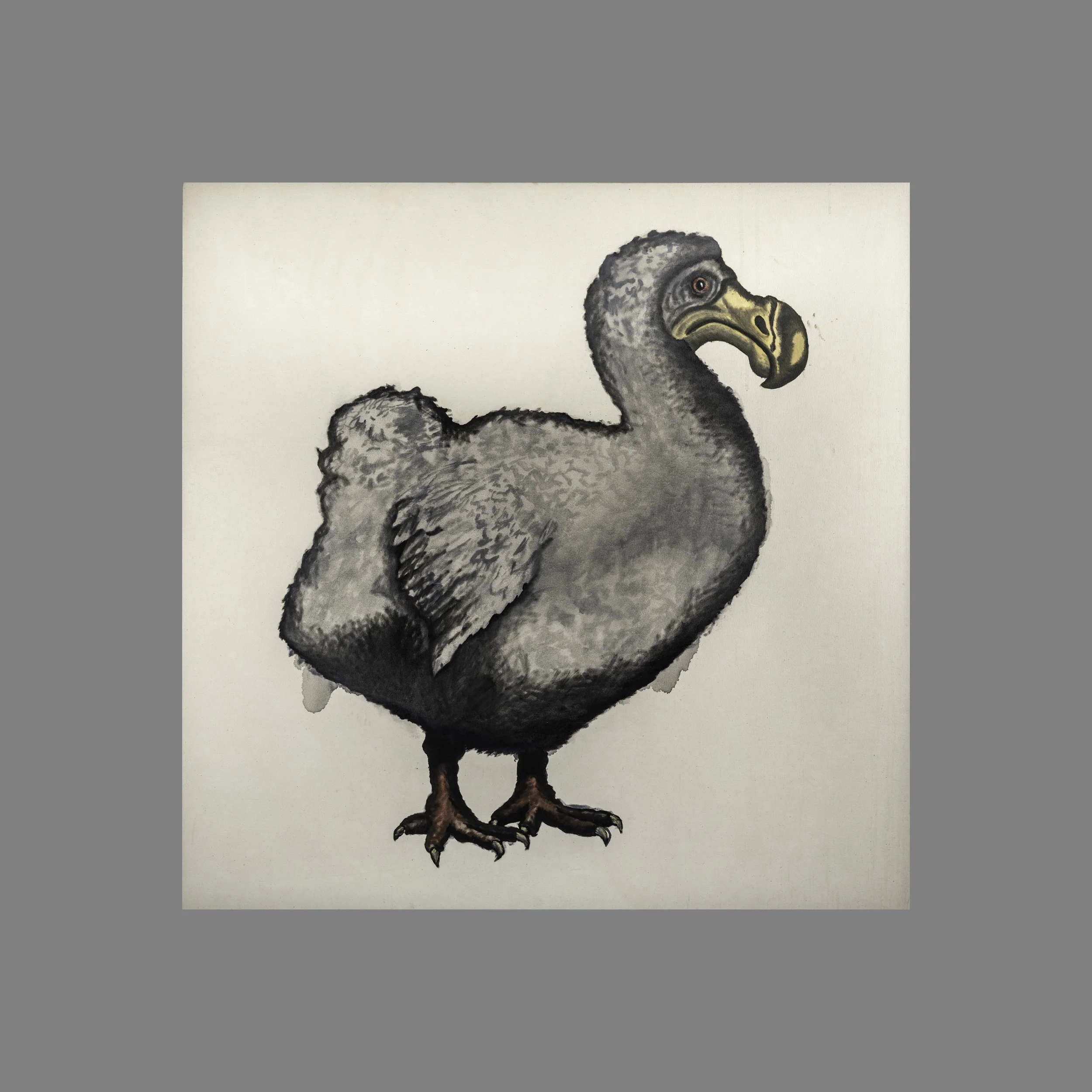 Dodo 48" x 48"