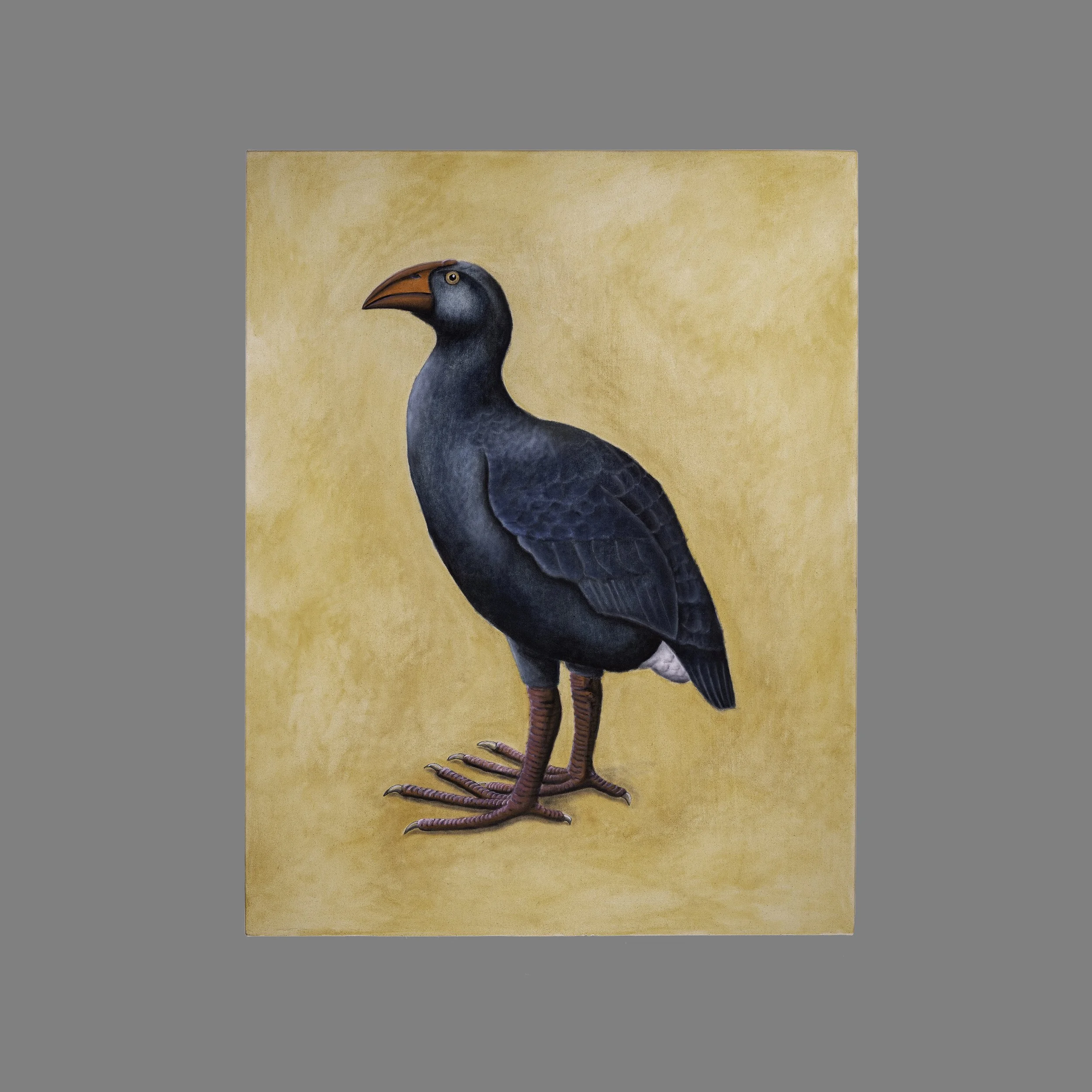 Swamphen 28" x 36"