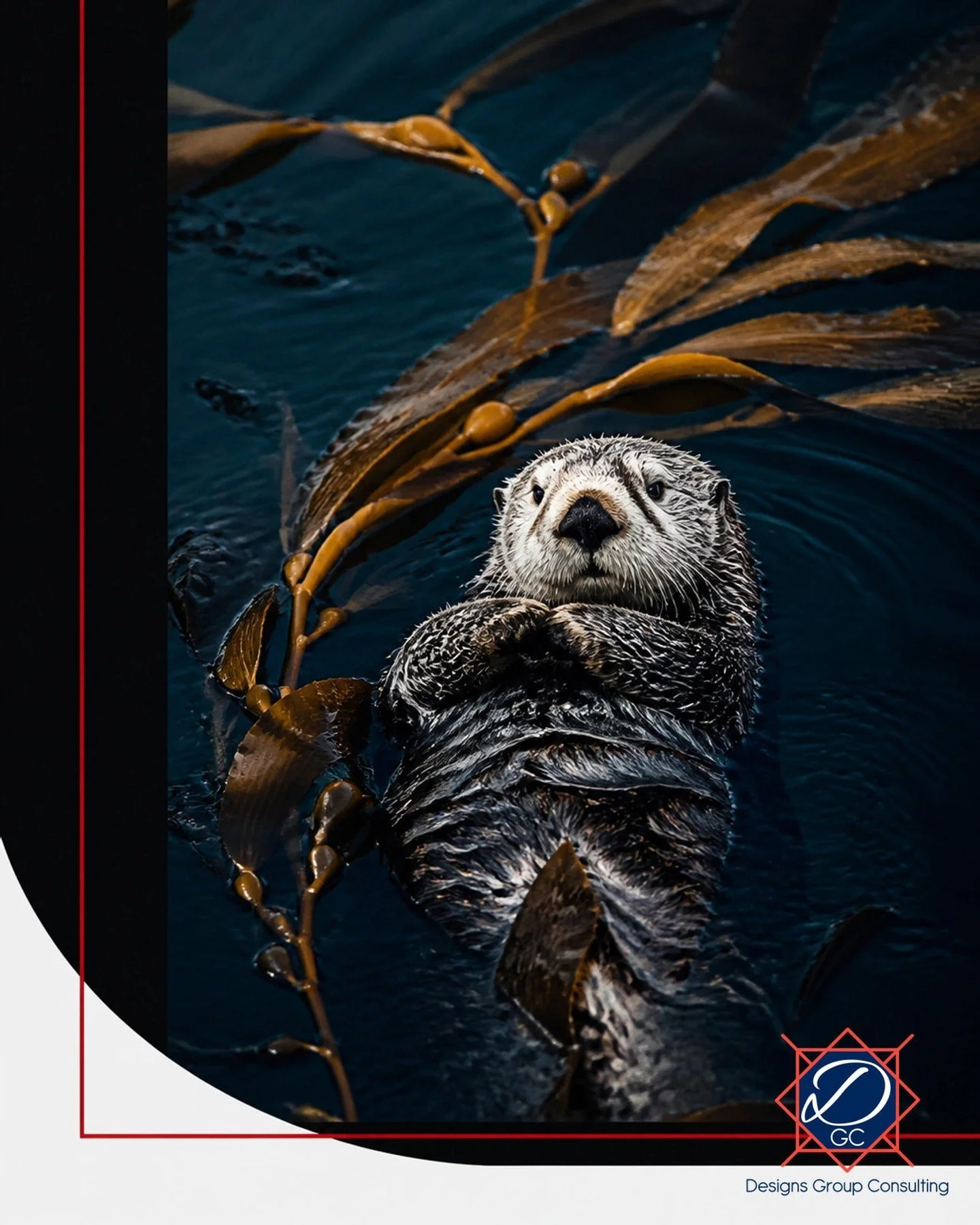 The sea otter, North America&rsquo;s smallest marine mammal, wields an outsized influence on coastal health.

As a keystone species, they balance kelp forest habitats by preying on sea urchins: voracious grazers that can decimate underwater forests. 