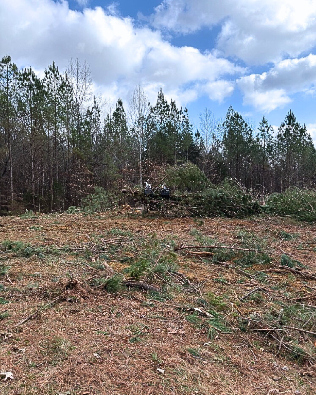 A scene of a forest of pine trees with an area of fallen trees and debris, including broken branches, in the foreground. A machine is visible in the background near the remaining standing trees. The sky above is partly cloudy with patches of blue.