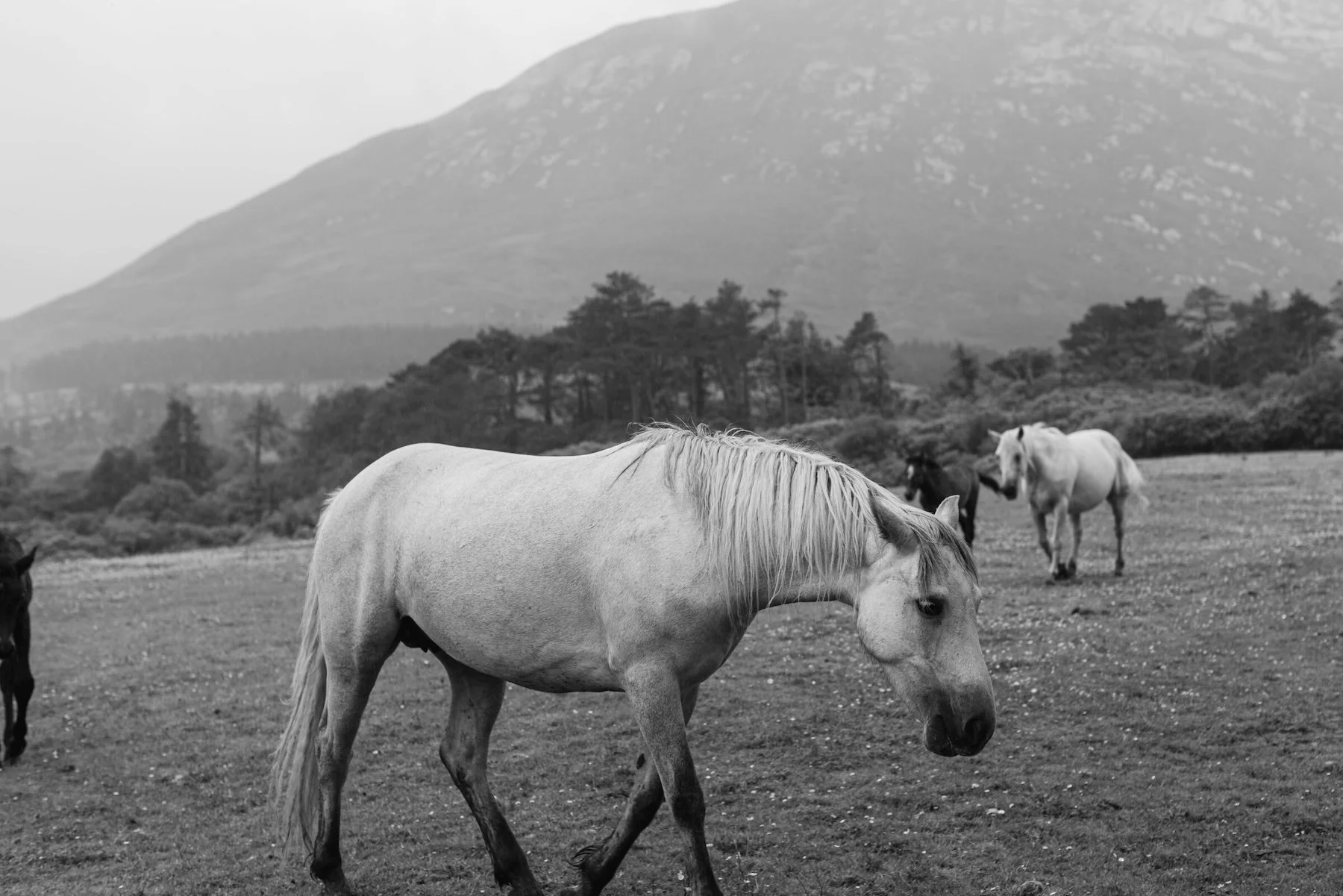 ireland-kylemore_abbey-travel_photographer-kate_neal_photography.jpg