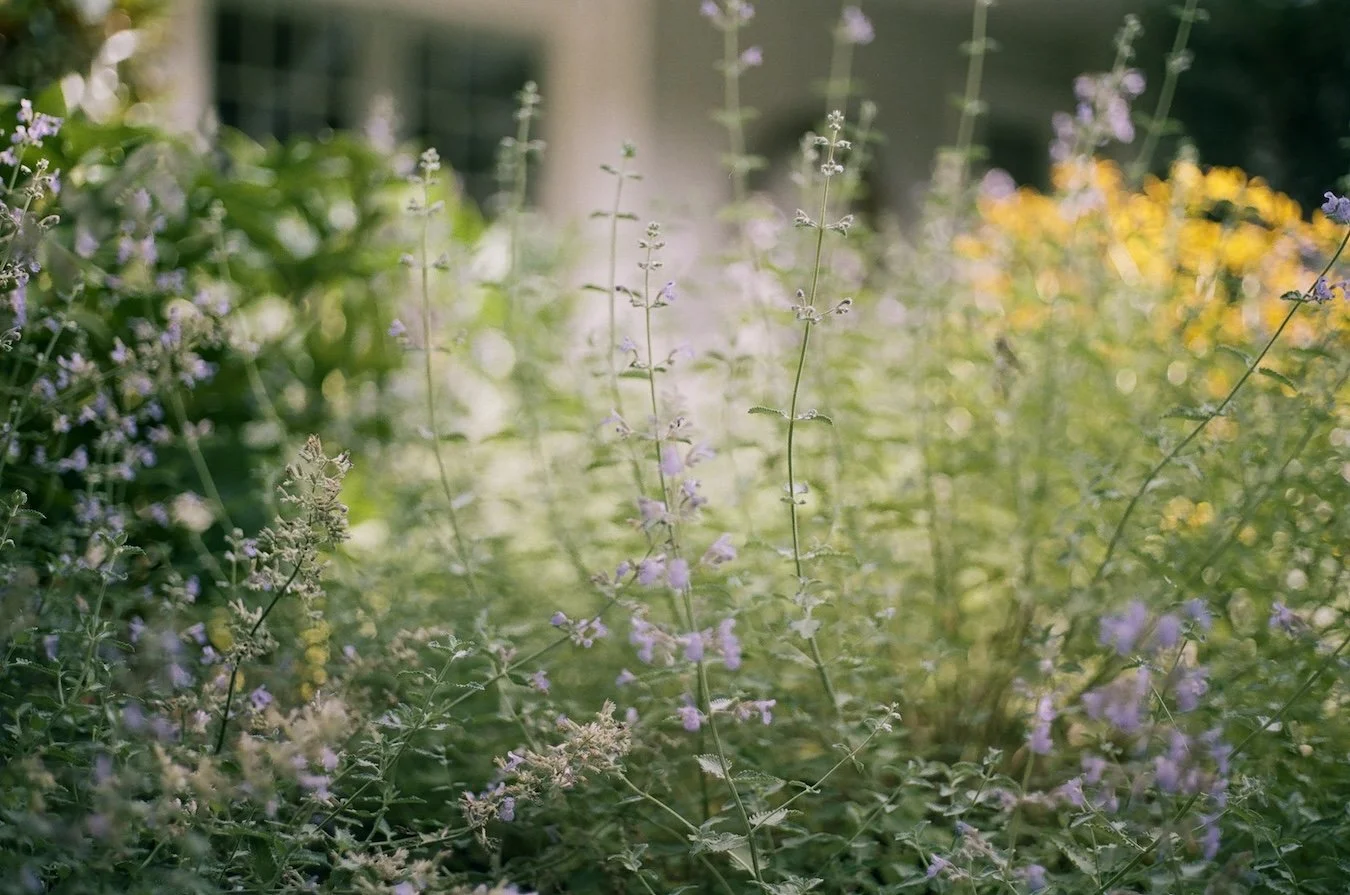 Catmint-Portra400-KateNealPhotography.jpg