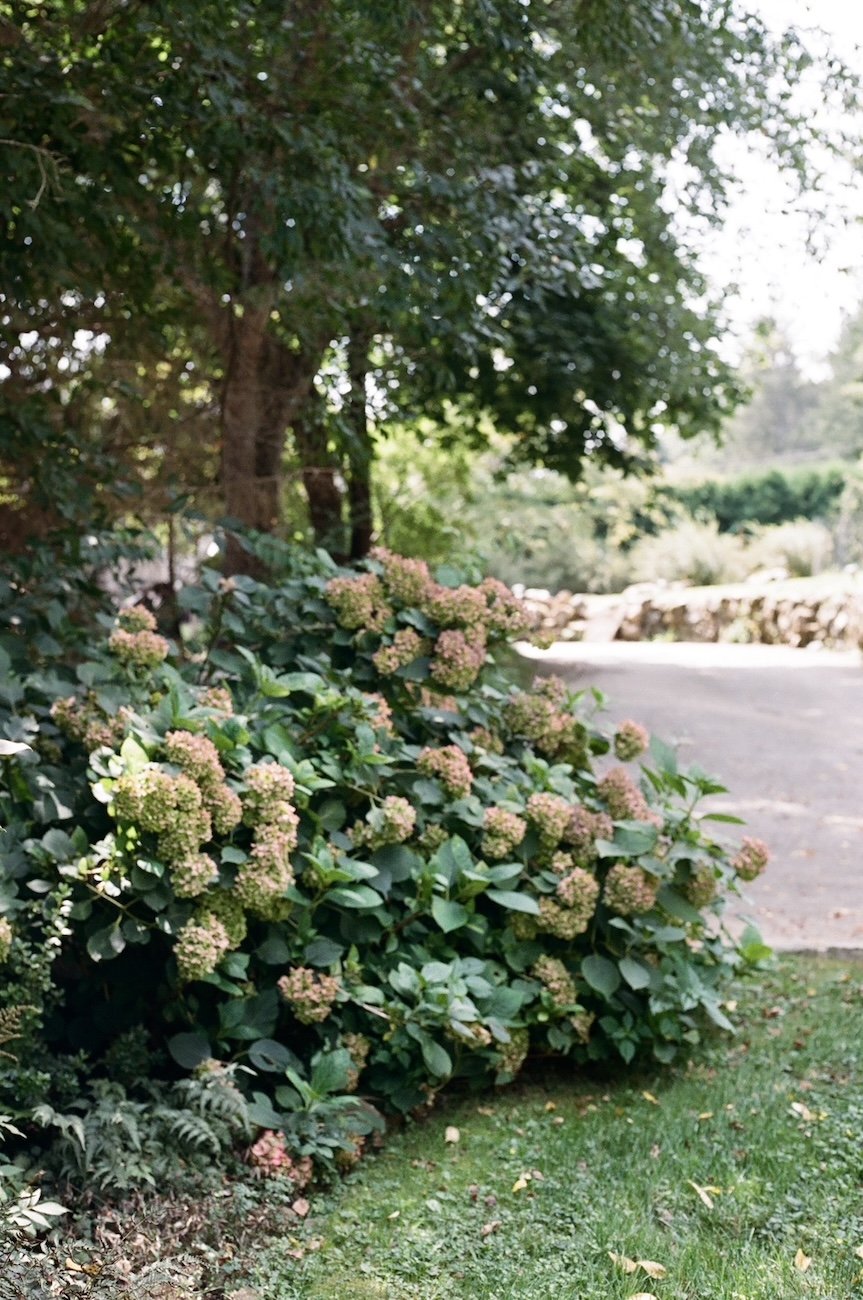Kates Hydrangea-Portra400-Kate Neal Photography.JPG