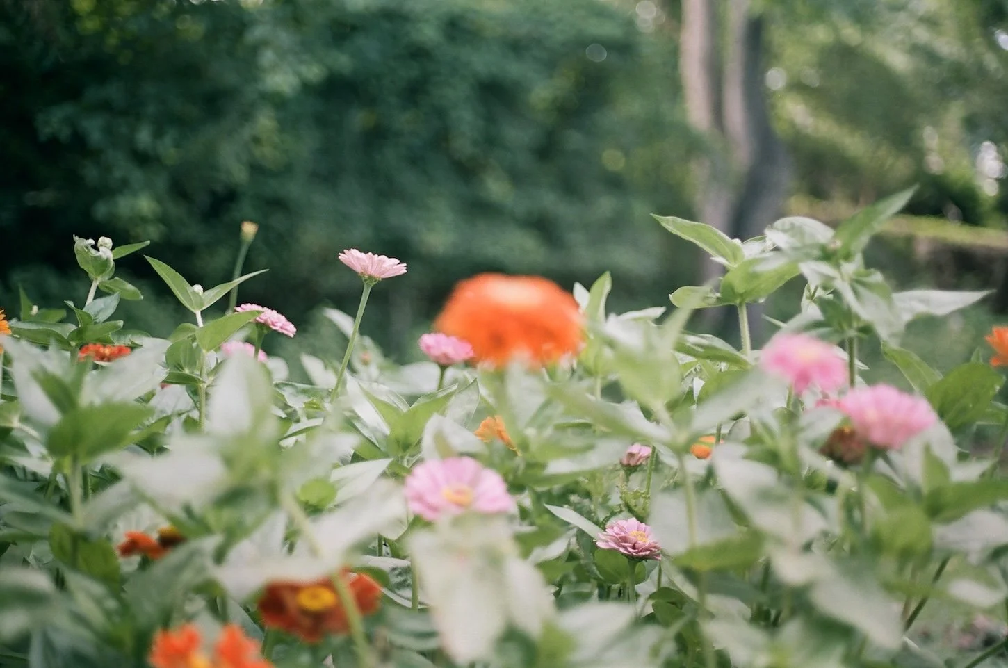 Zinnias-Portra400-KateNealPhotography.jpg