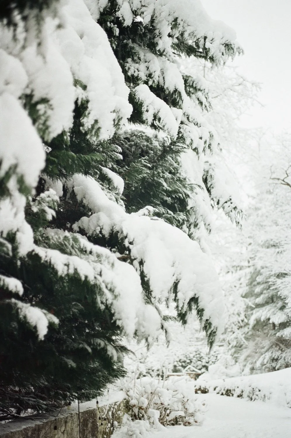 Snow Day Film-Home-Fuji400-Kate Neal Photography.JPG