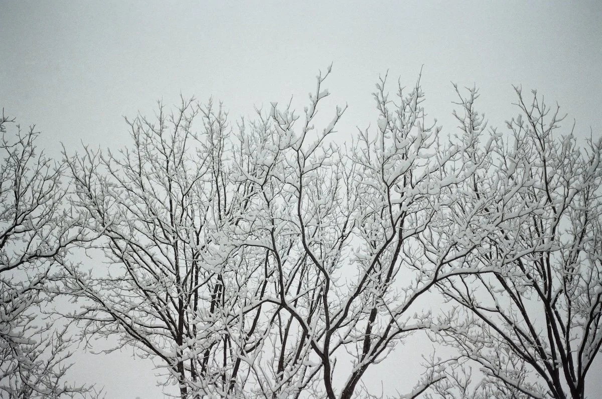 Snow Day Skies-Fuji400-Kate Neal Photography.JPG