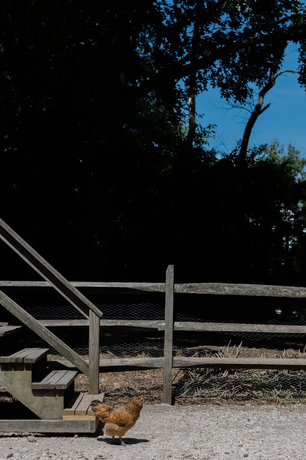 Beach Plum Farm-Cape May NJ Documentary Photographer-Kate Neal Photography.jpg