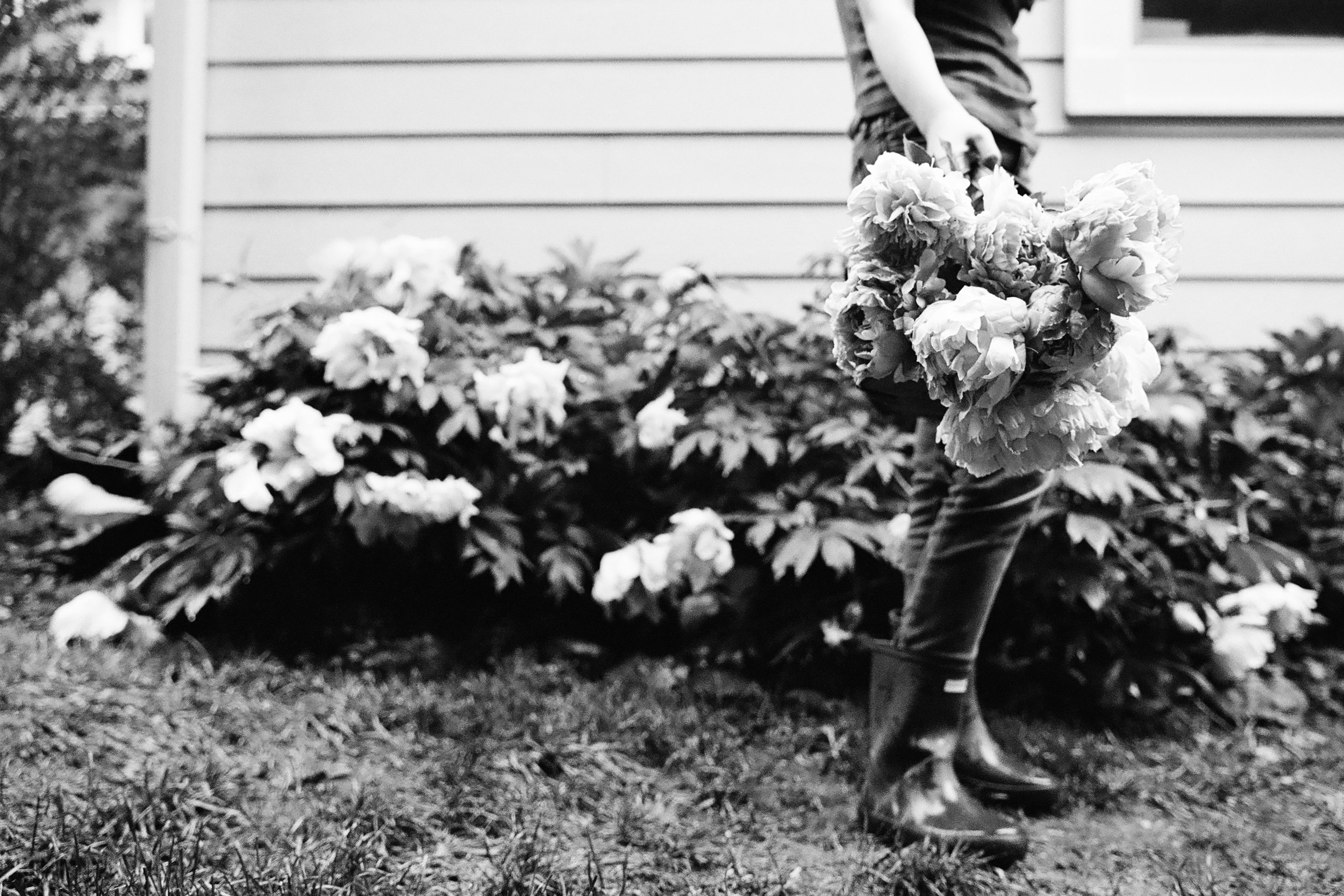 PeonyRainRescue-IlfordXP2400-KateNealPhotography-2.JPG