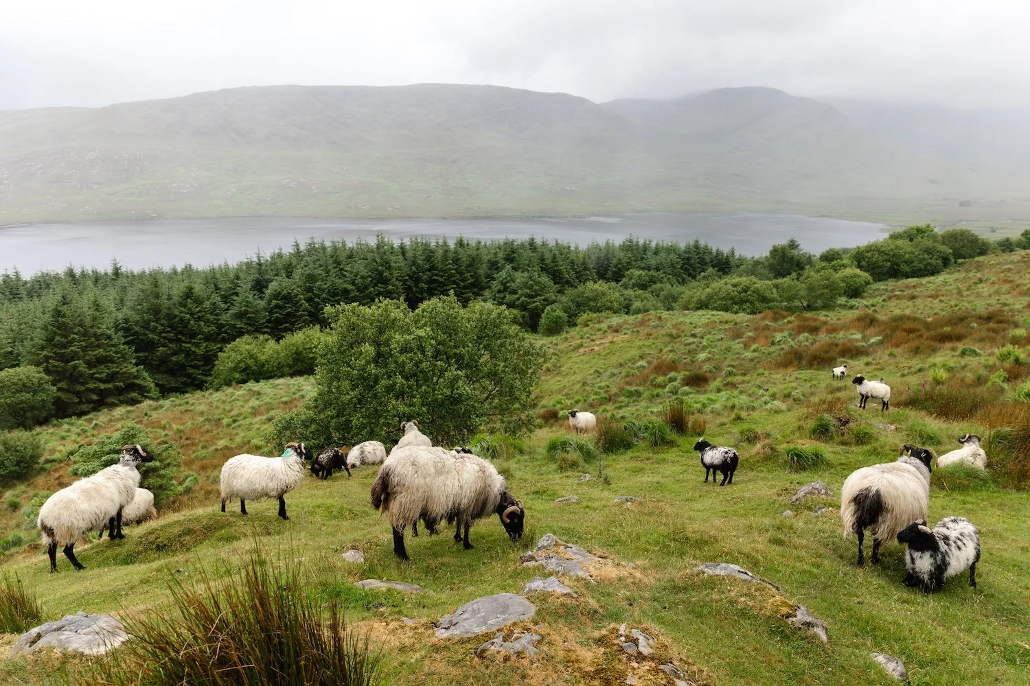 Ireland Sheep-Documentary Travel Photographer-Kate Neal Photography.jpg
