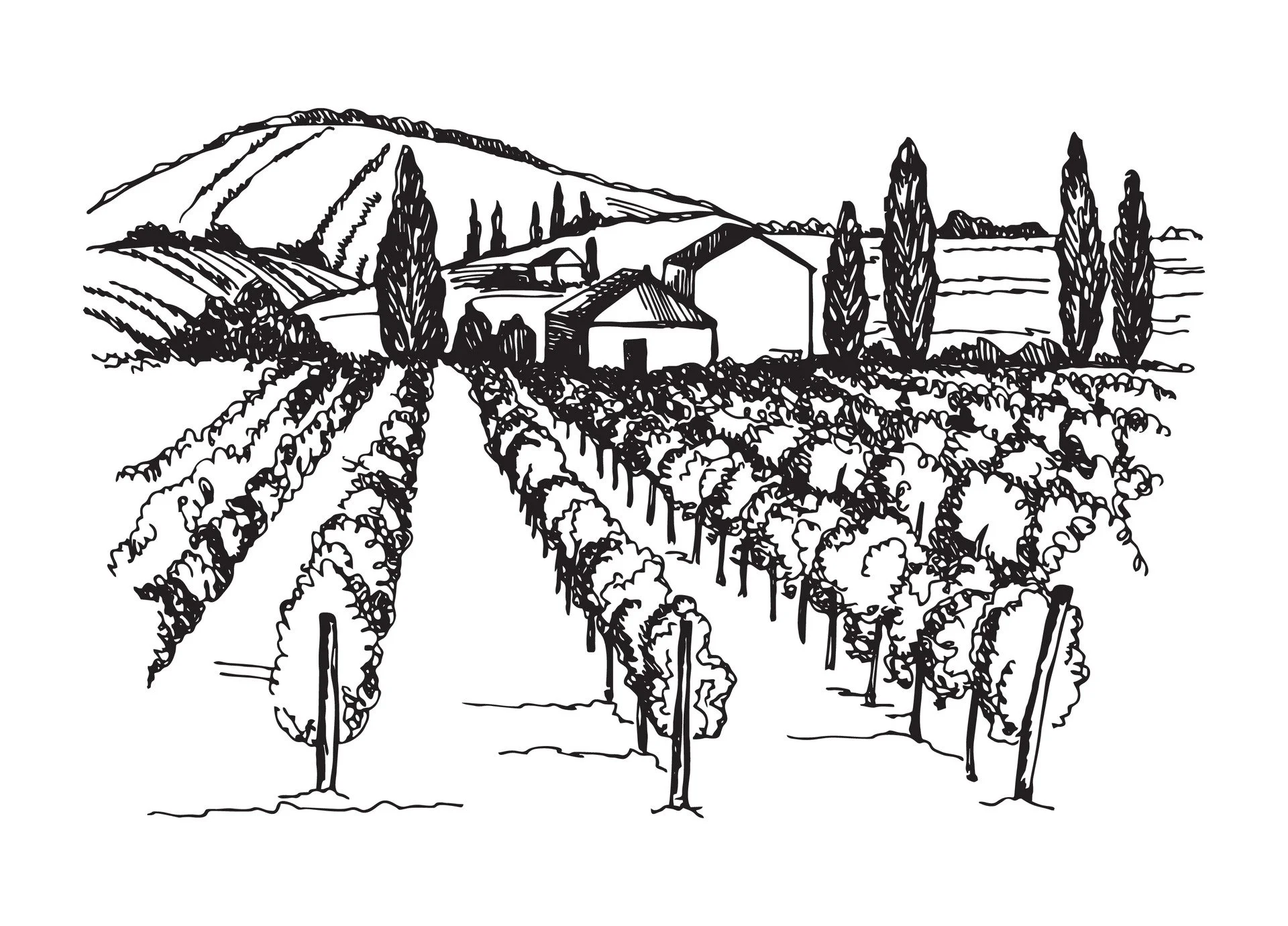 A black and white line drawing of a vineyard with rows of grapevines, a small house, and tall trees in the background, with hills in the distance.
