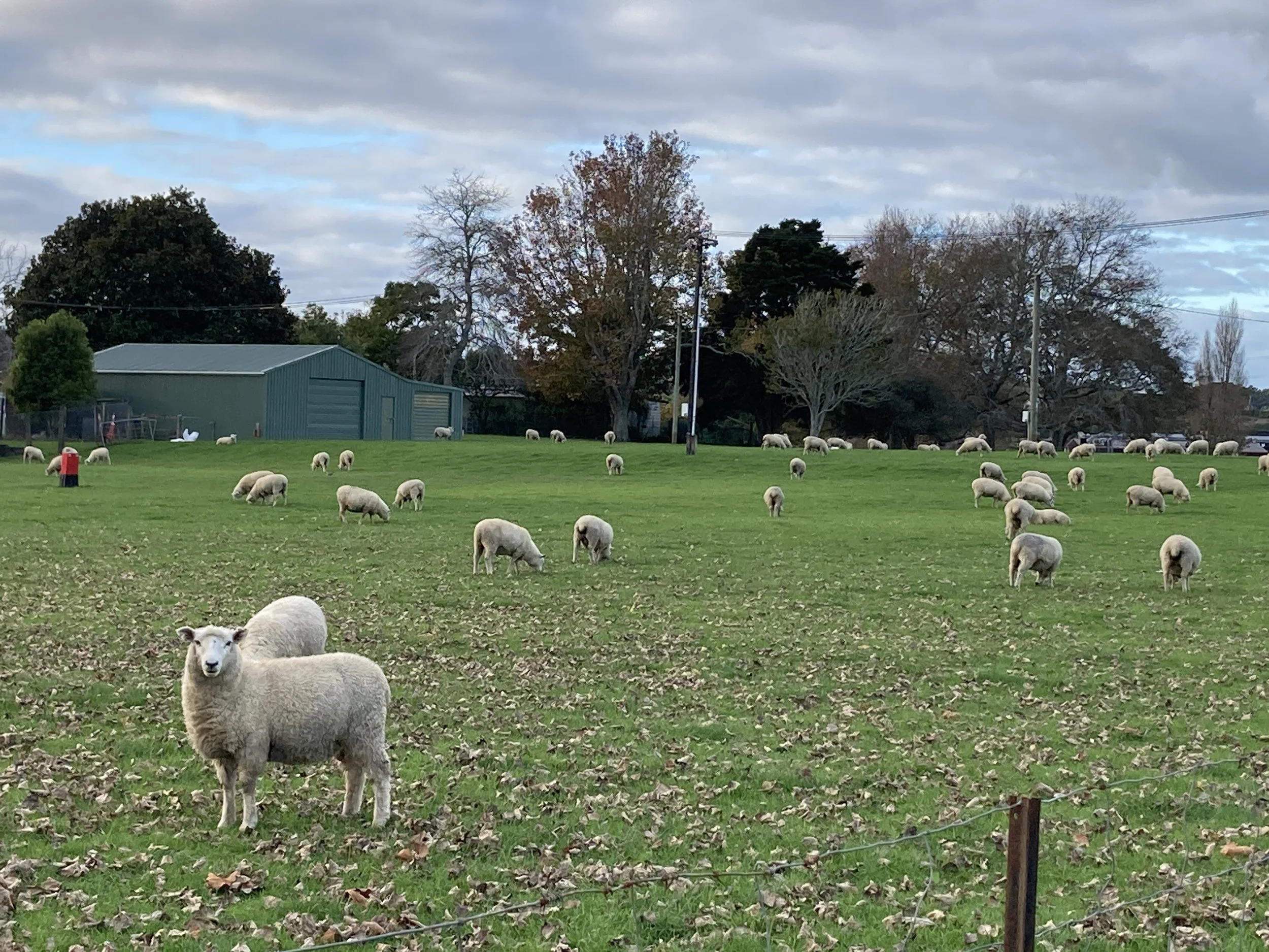 We’re on the Countdown to Woolfest!