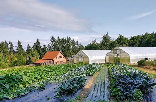 A farm with greenhouses and rows of leafy vegetables growing in the field overlooking a wooded area.