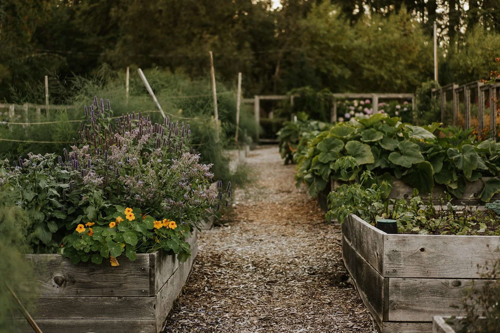 A garden path surrounded by raised wooden garden beds filled with flowers and green plants, with trees and a fence in the background.