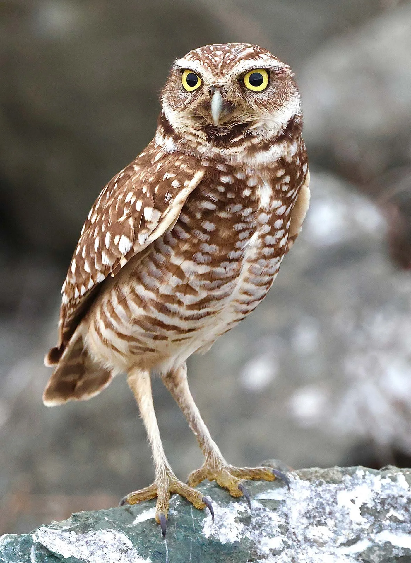 Burrowing Owl - Palo Alto Baylands