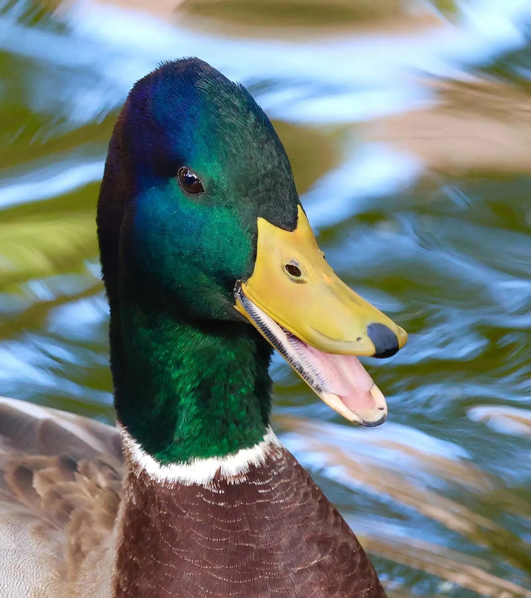 Mallard Duck