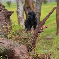 A small black dog standing on a tree branch with a grassy background.