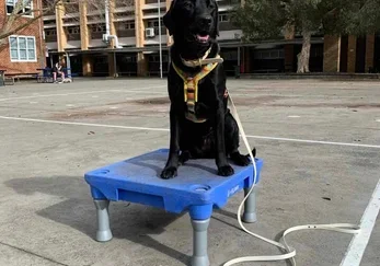 Black dog sitting on a blue elevated platform in an outdoor urban area