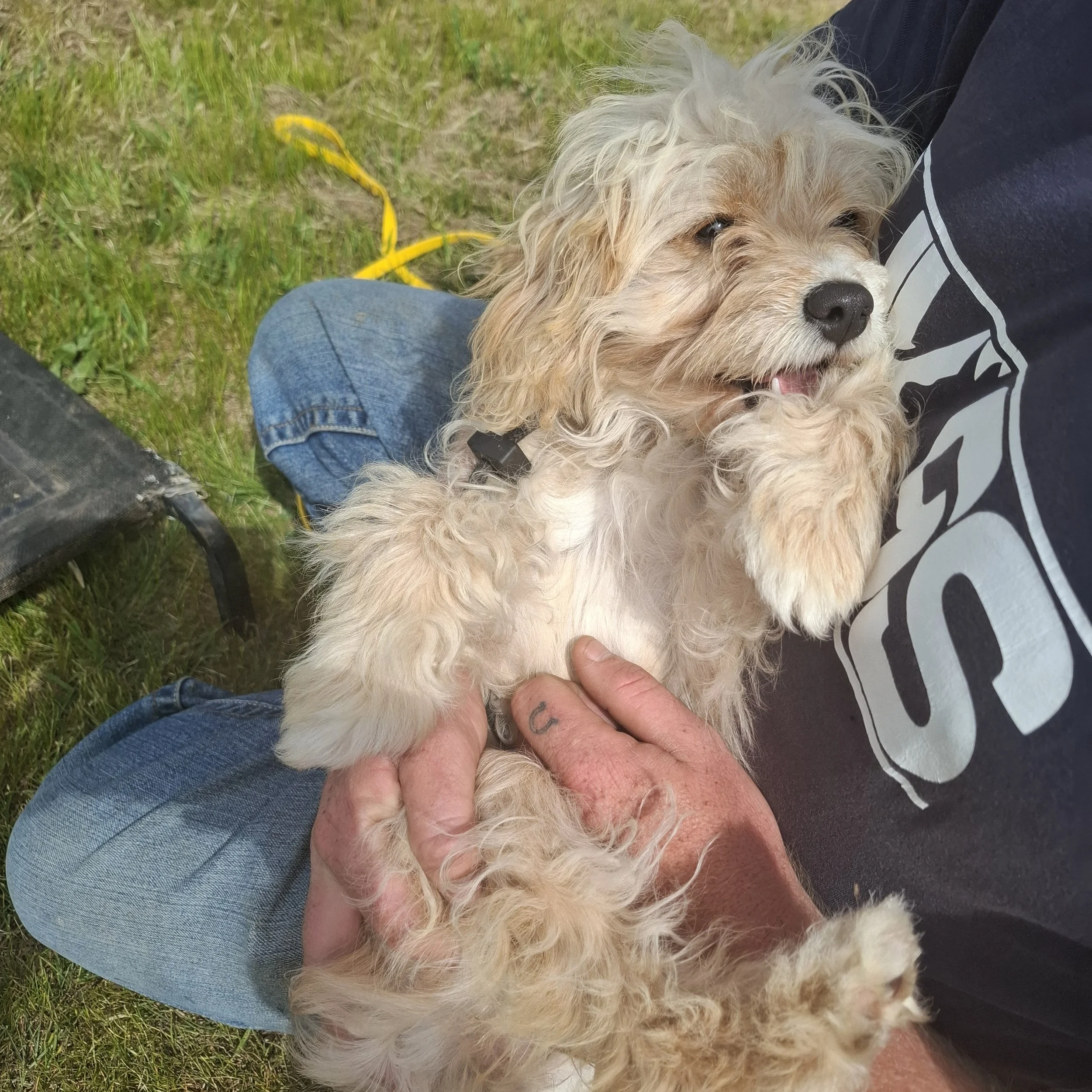 A small, curly-haired dog lying on a person's lap outdoors, with someone gently holding the dog. The dog appears happy and relaxed.