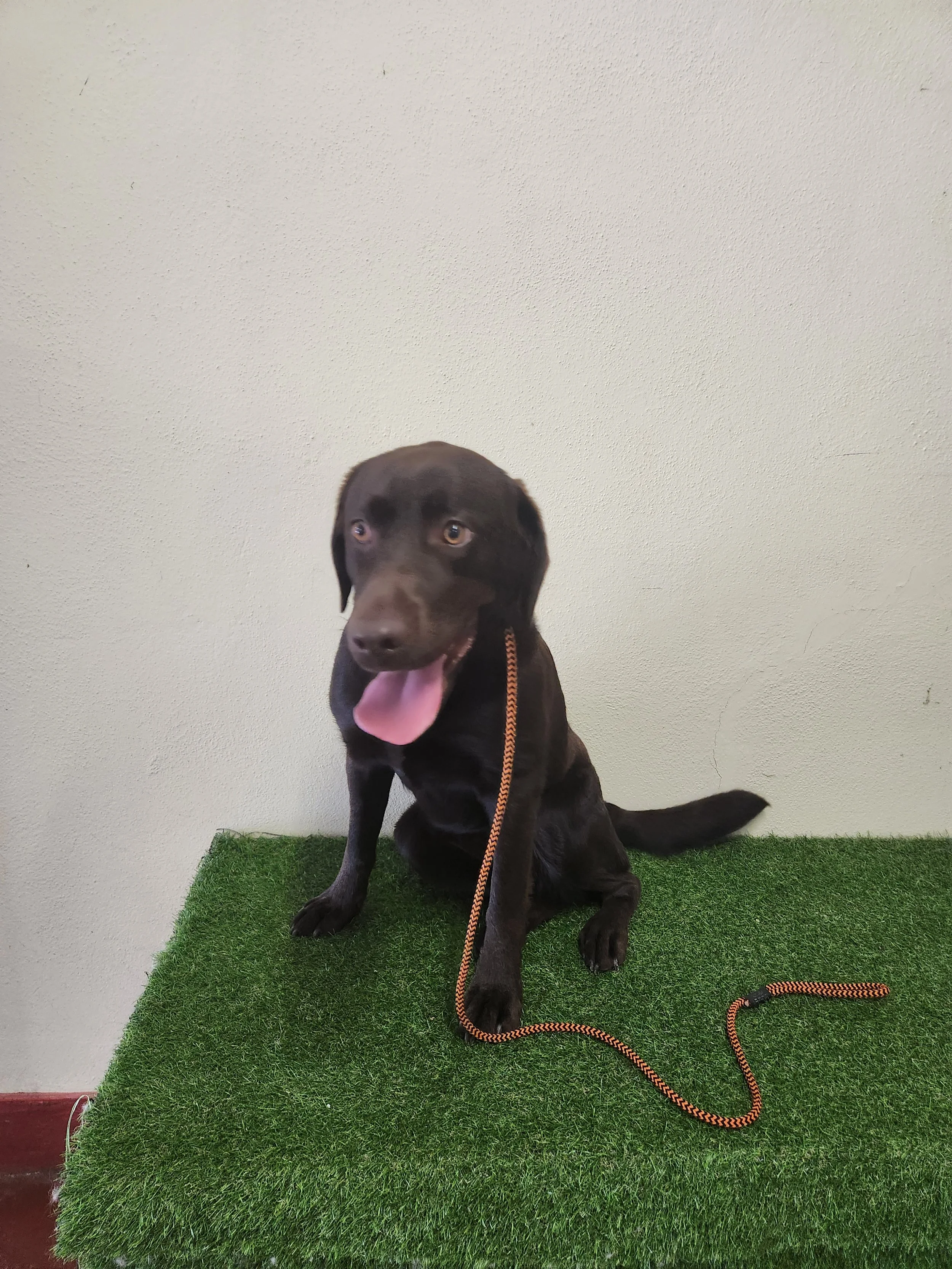 A black Labrador Retriever puppy sitting on a green artificial grass surface against a white wall, with its tongue out and a red and black leash attached to its collar.