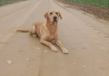 A yellow Labrador retriever dog lying on a dirt road.