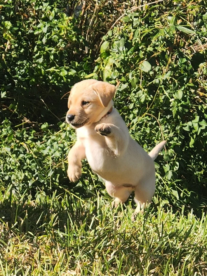 A small puppy with light brown fur jumping in front of green bushes.
